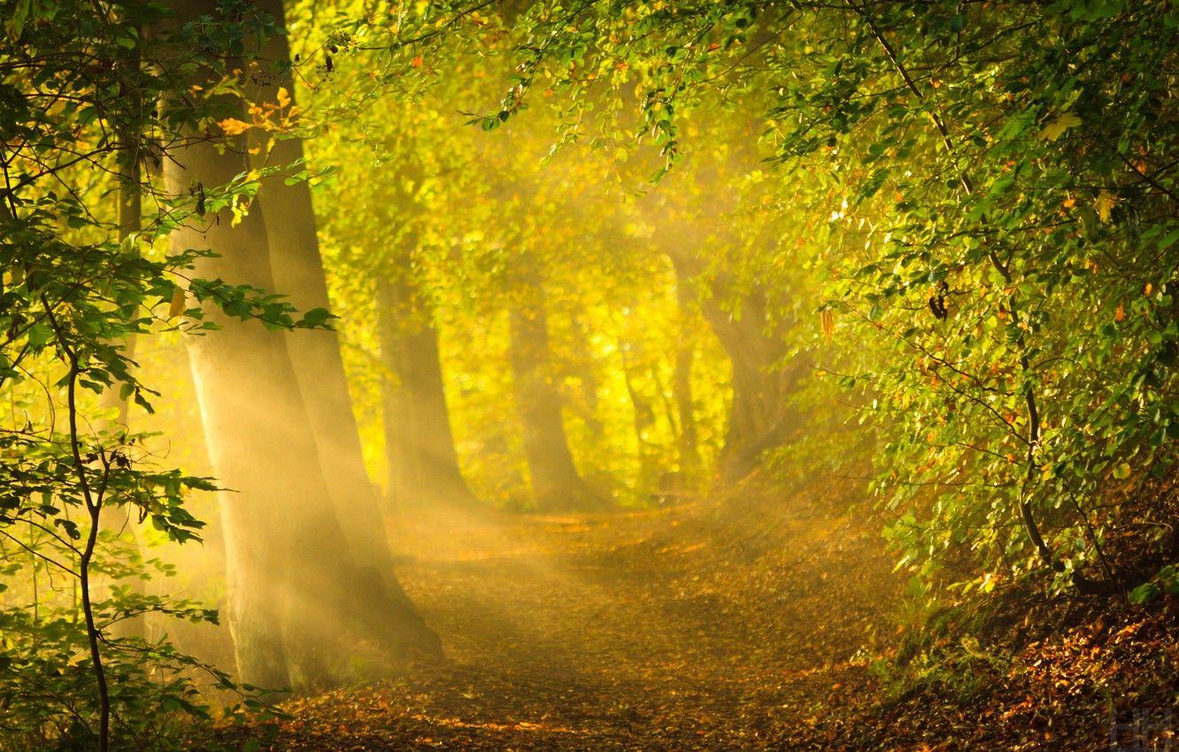 1332x850 Wallpaper forest, the sun, rays, trees, nature, bright light, foliage, morning, forest, nature, sunrise, crepuscular rays, early autumn, Kingdom of Denmark image for desktop, section природа