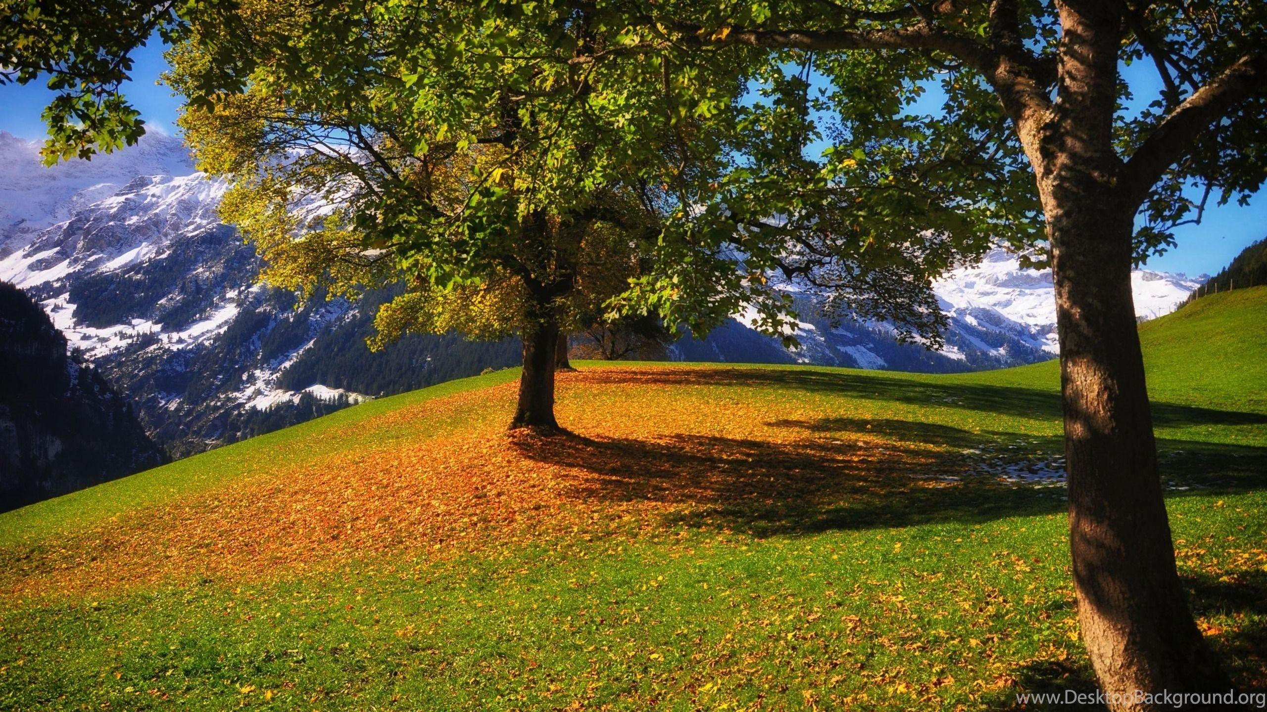 2560x1440 Beautiful Early Autumn Wallpaper Desktop Background