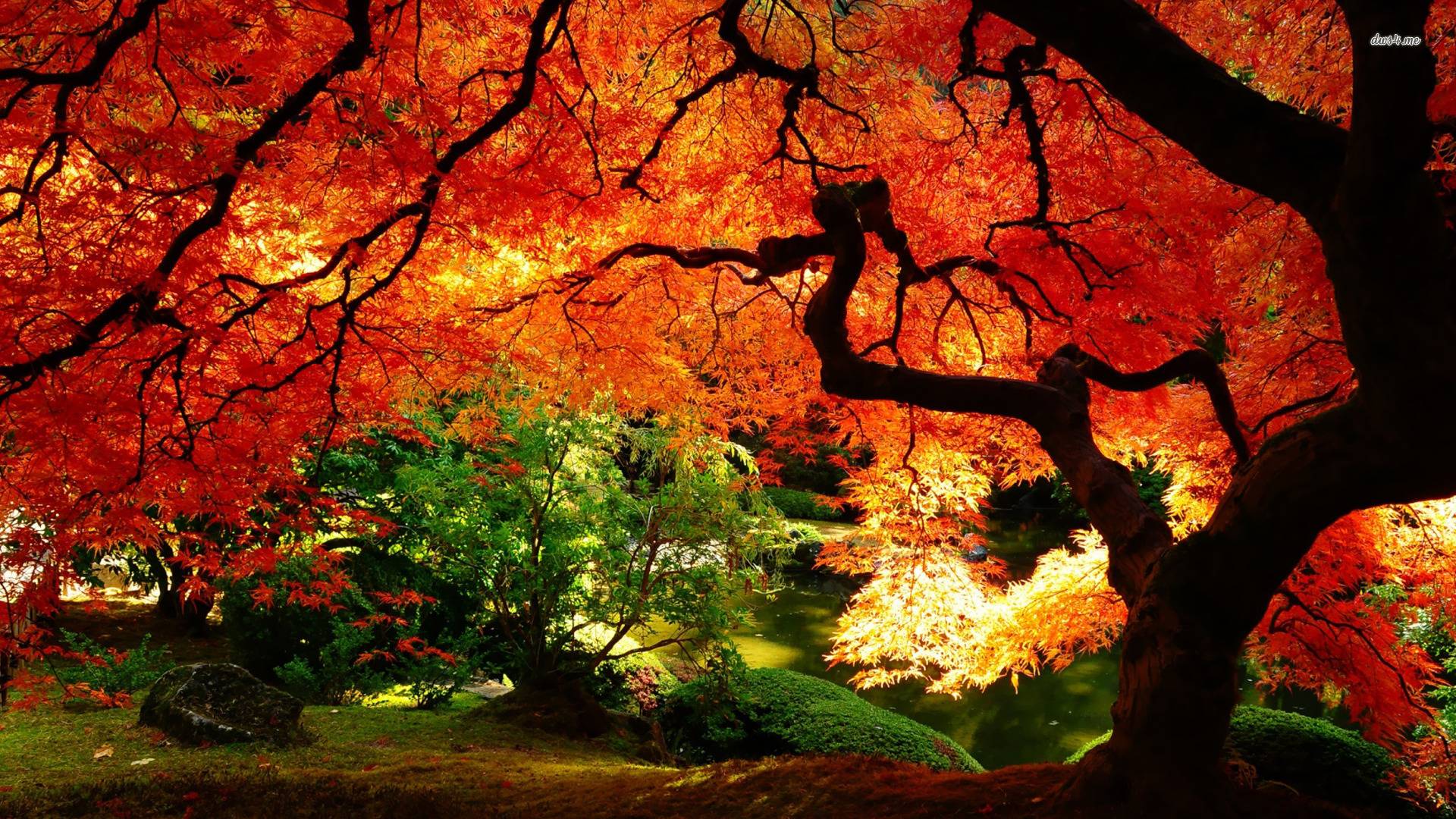 1920x1080 Autumn Wallpaper. Autumn Wallpaper, Best Autumn Wallpaper and Lonely Autumn HD Wallpaper