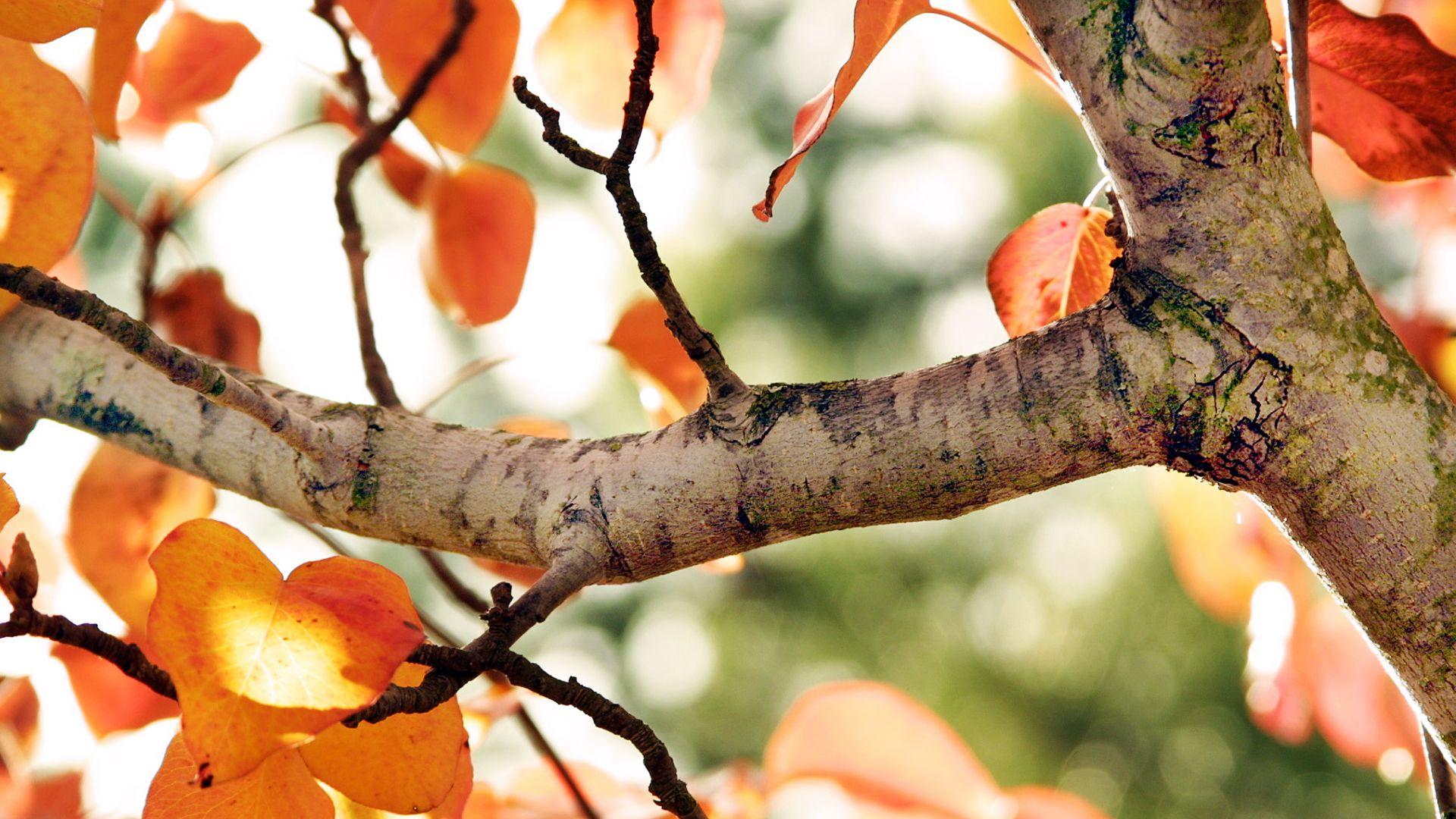 1920x1080 Fall Tree Wallpaper