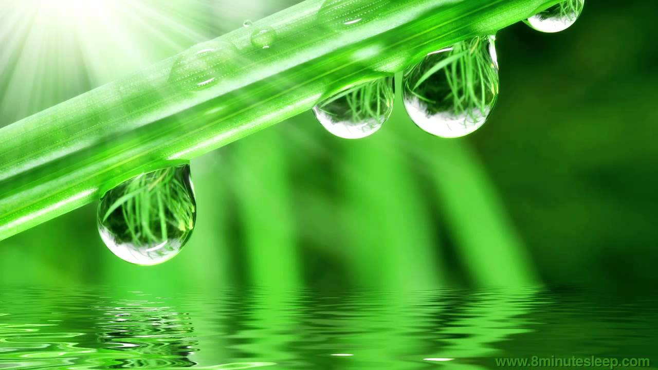 1280x720 SPRING RAIN WITH BIRDS. Nature Sounds For Relaxation & Sleep