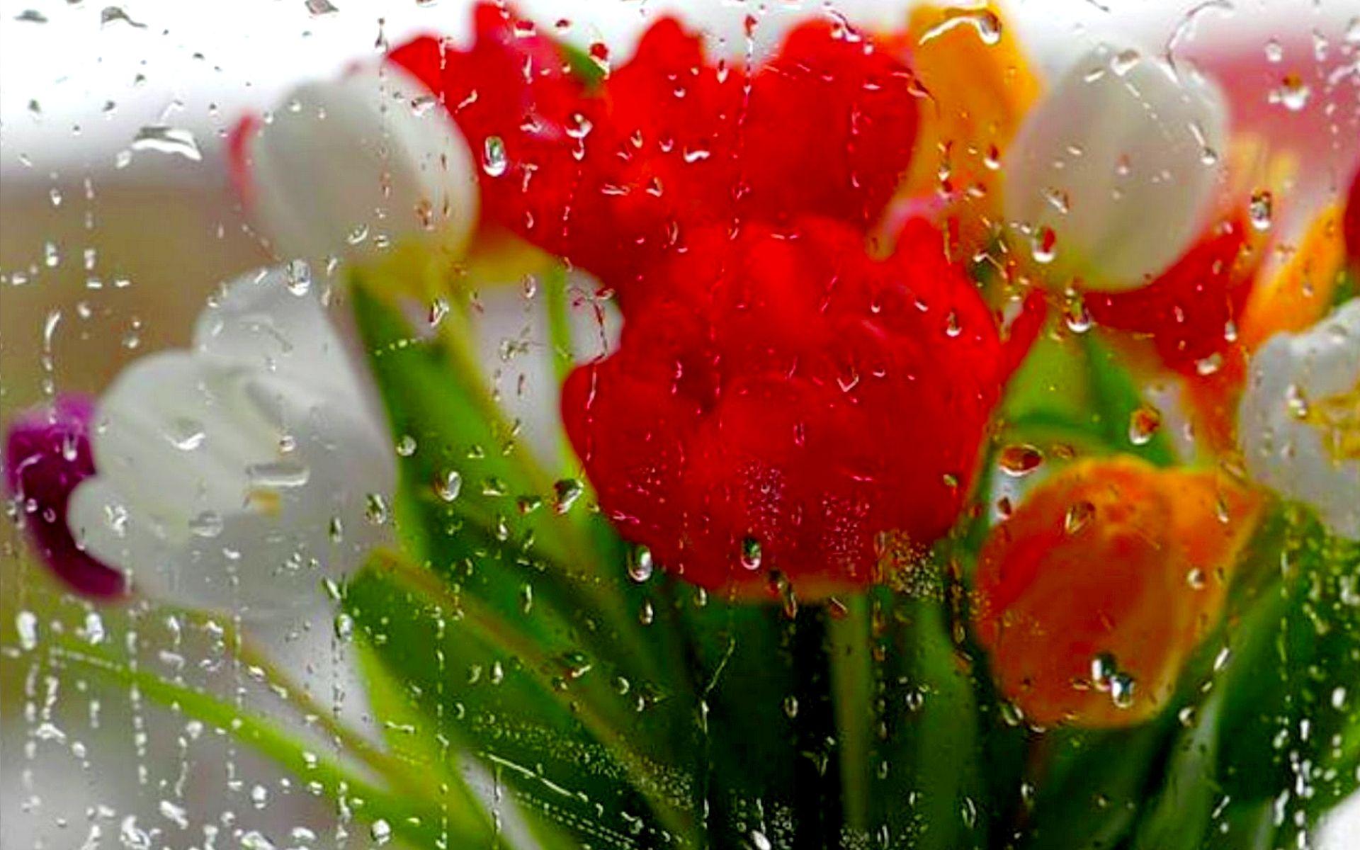 1920x1200 Spring Rain Wallpaper for Desktop