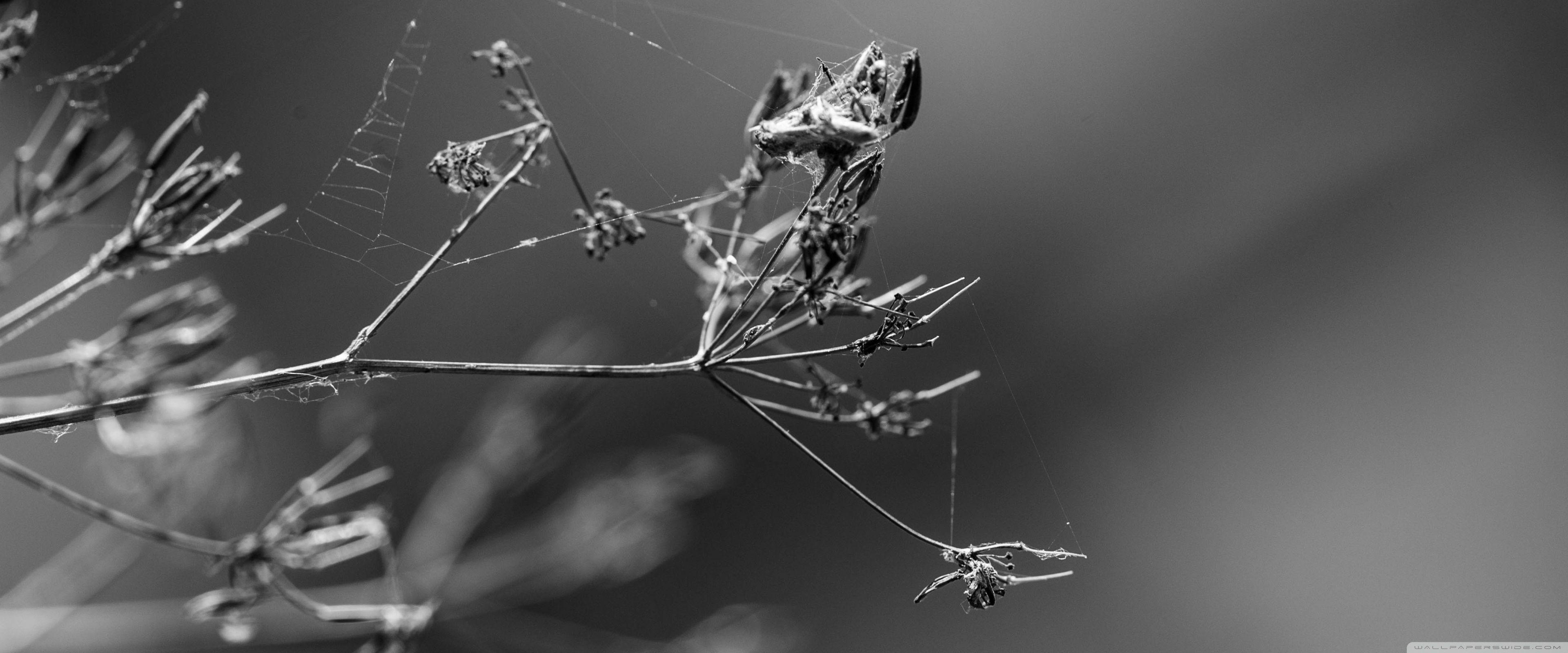 3840x1600 Black or White Ultra HD Desktop Background Wallpaper for 4K UHD TV : Widescreen & UltraWide Desktop & Laptop : Multi Display, Dual Monitor : Tablet