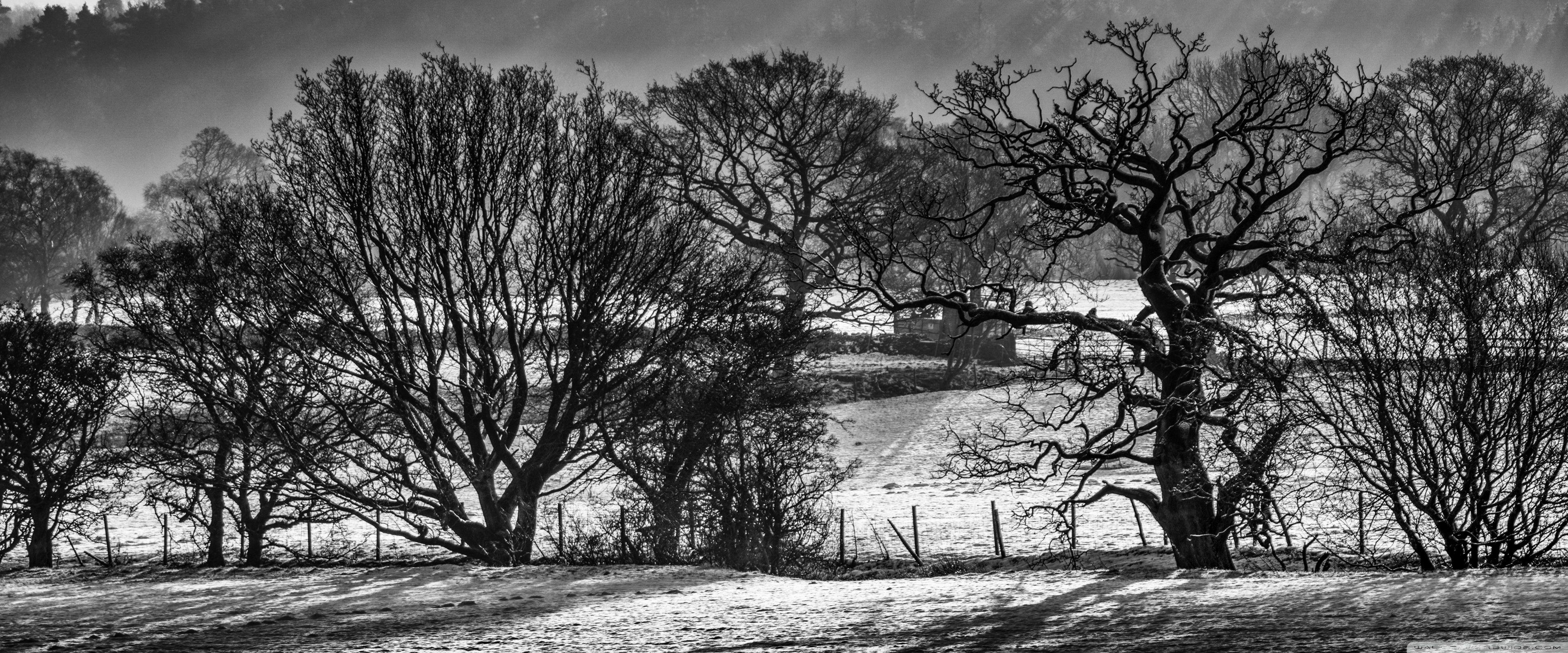 3840x1600 Trees, Fence, Field, Countryside Scenery, Black and White Ultra HD Desktop Background Wallpaper for 4K UHD TV : Widescreen & UltraWide Desktop & Laptop : Multi Display, Dual Monitor : Tablet
