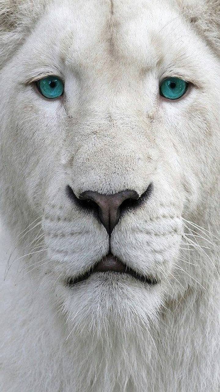 Albino Lion Wallpapers Top Free Albino Lion Backgrounds WallpaperAccess 4436584