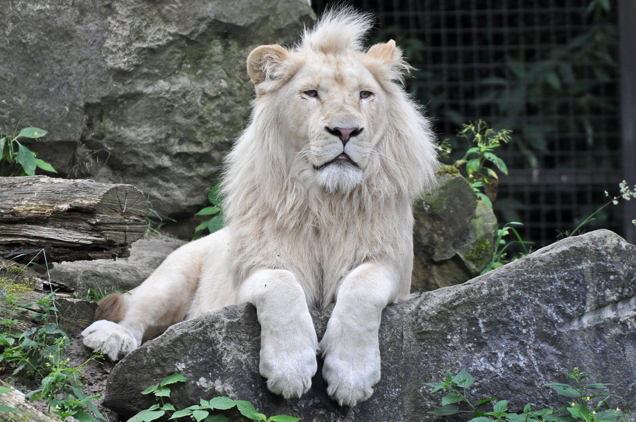 2048x1360 Wallpaper Of White Lion
