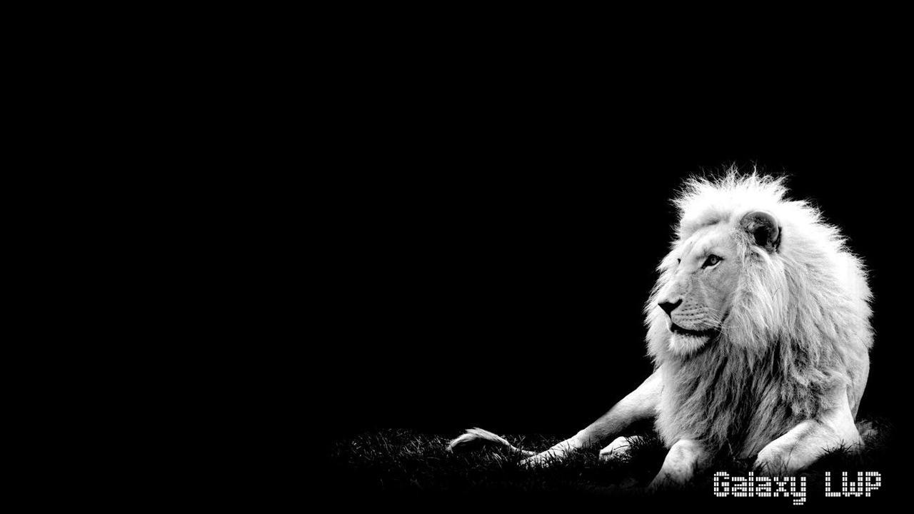 1280x720 White Lion Wallpaper for Android