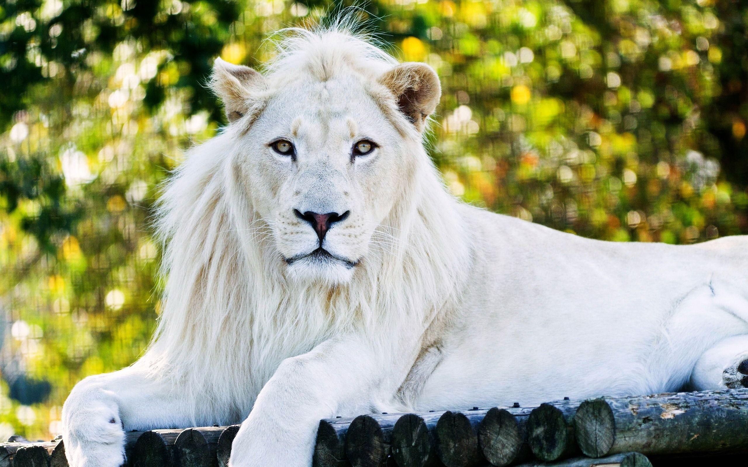2560x1600 White lion HD wallpaper, Background