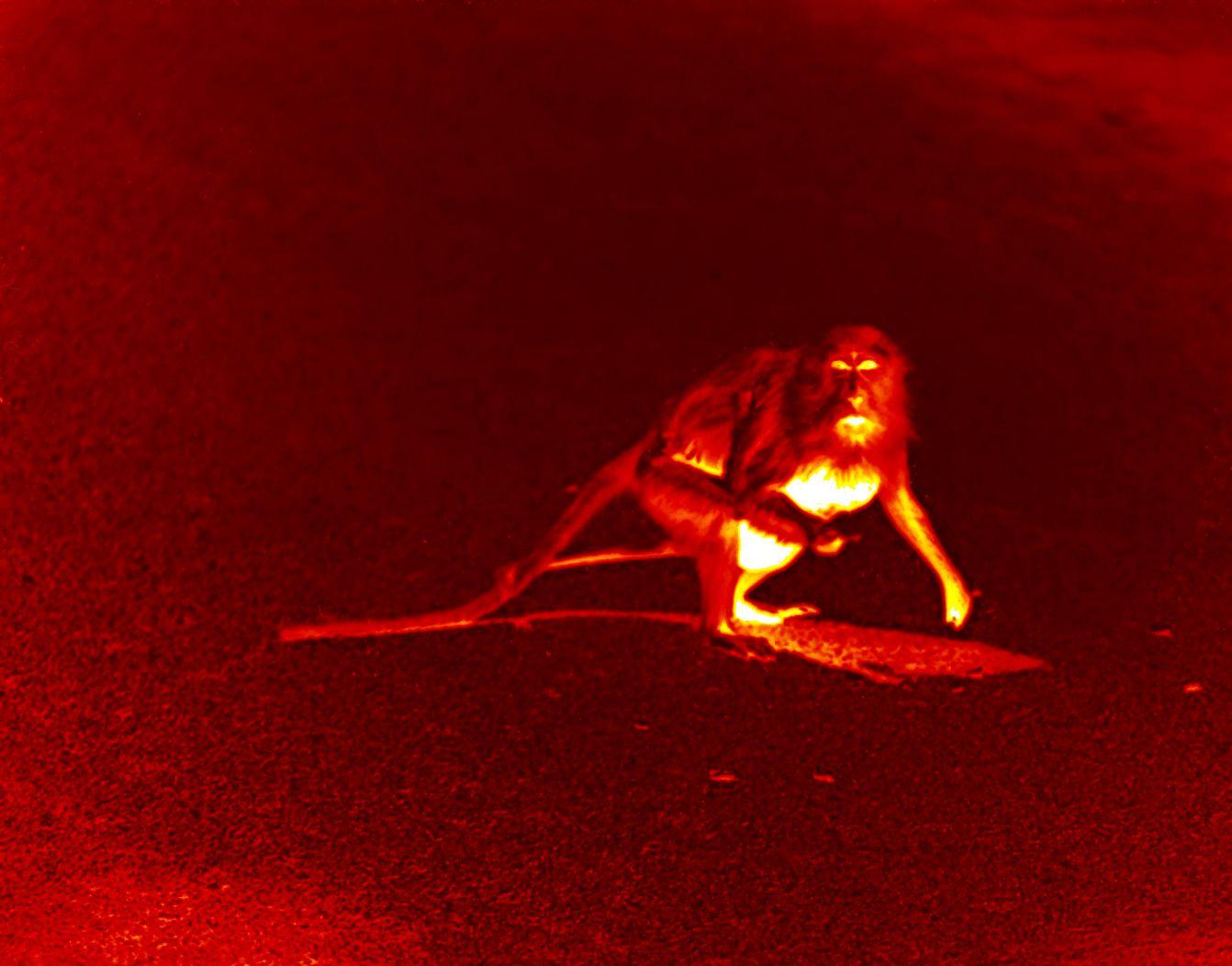 Red Monkey Wallpapers Top Free Red Monkey Backgrounds WallpaperAccess