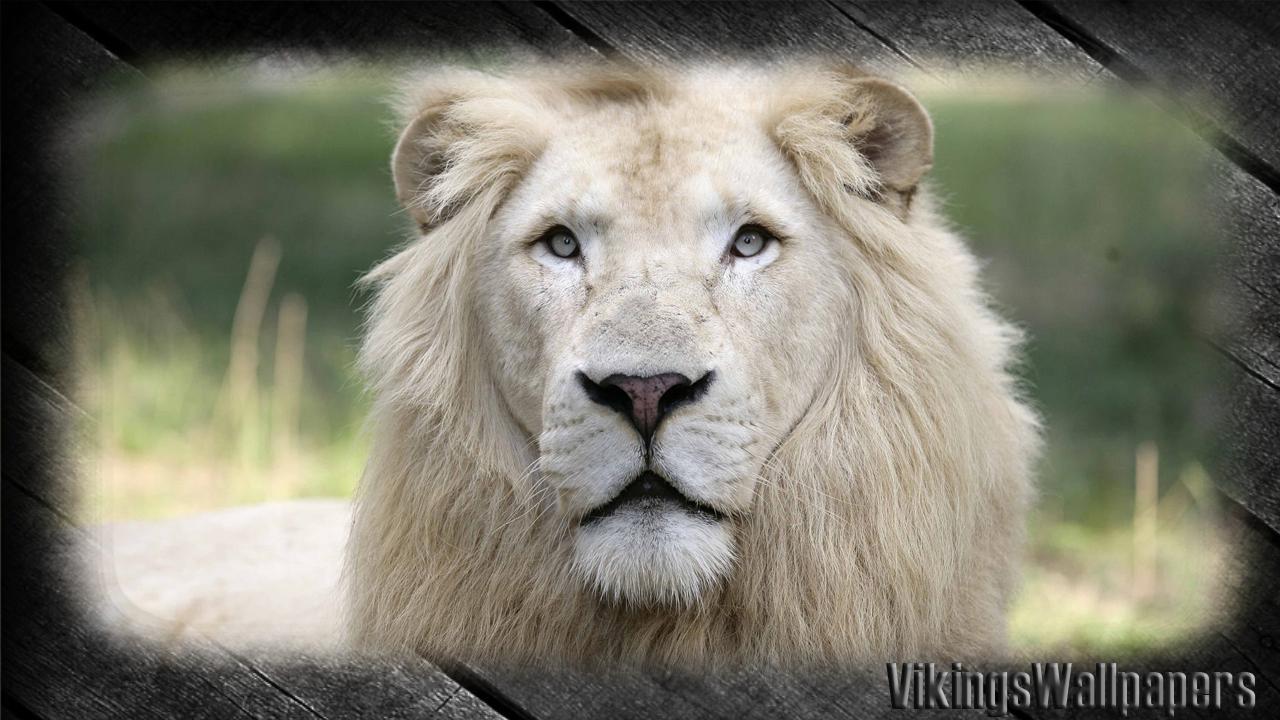 Albino Lion Wallpapers Top Free Albino Lion Backgrounds WallpaperAccess 4436649