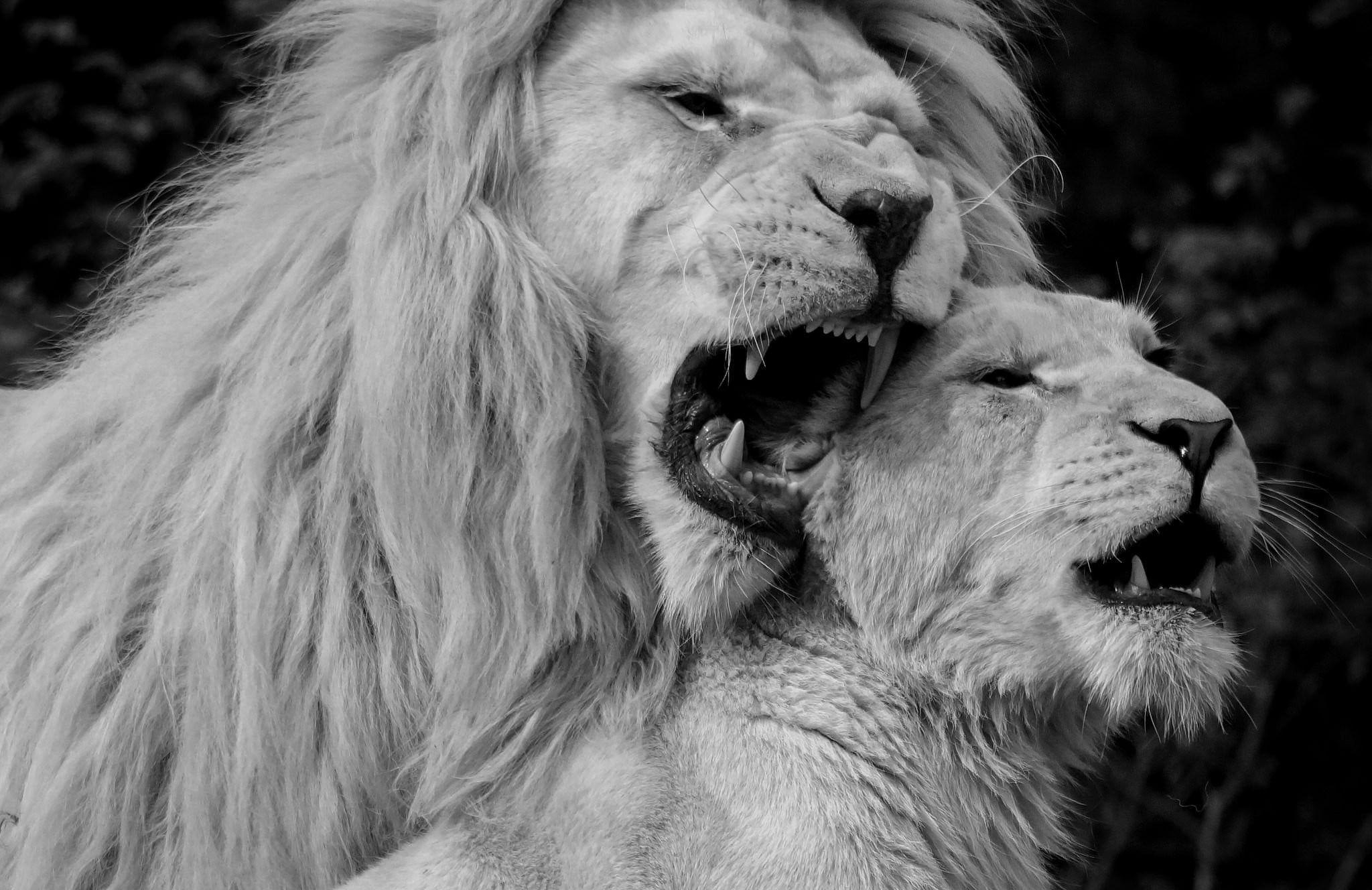 2048x1328 White Lion Background