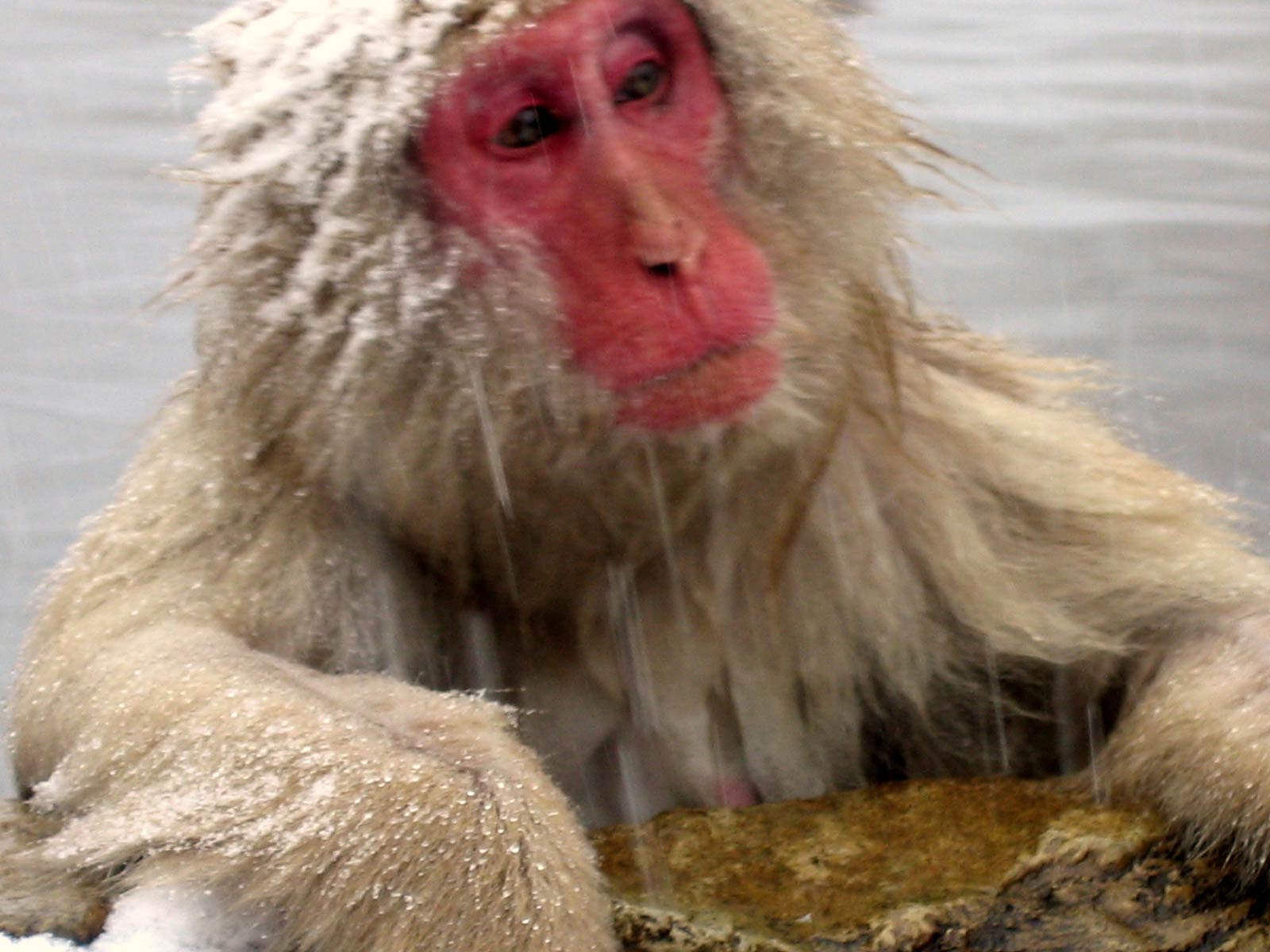 Red Monkey Wallpapers Top Free Red Monkey Backgrounds WallpaperAccess