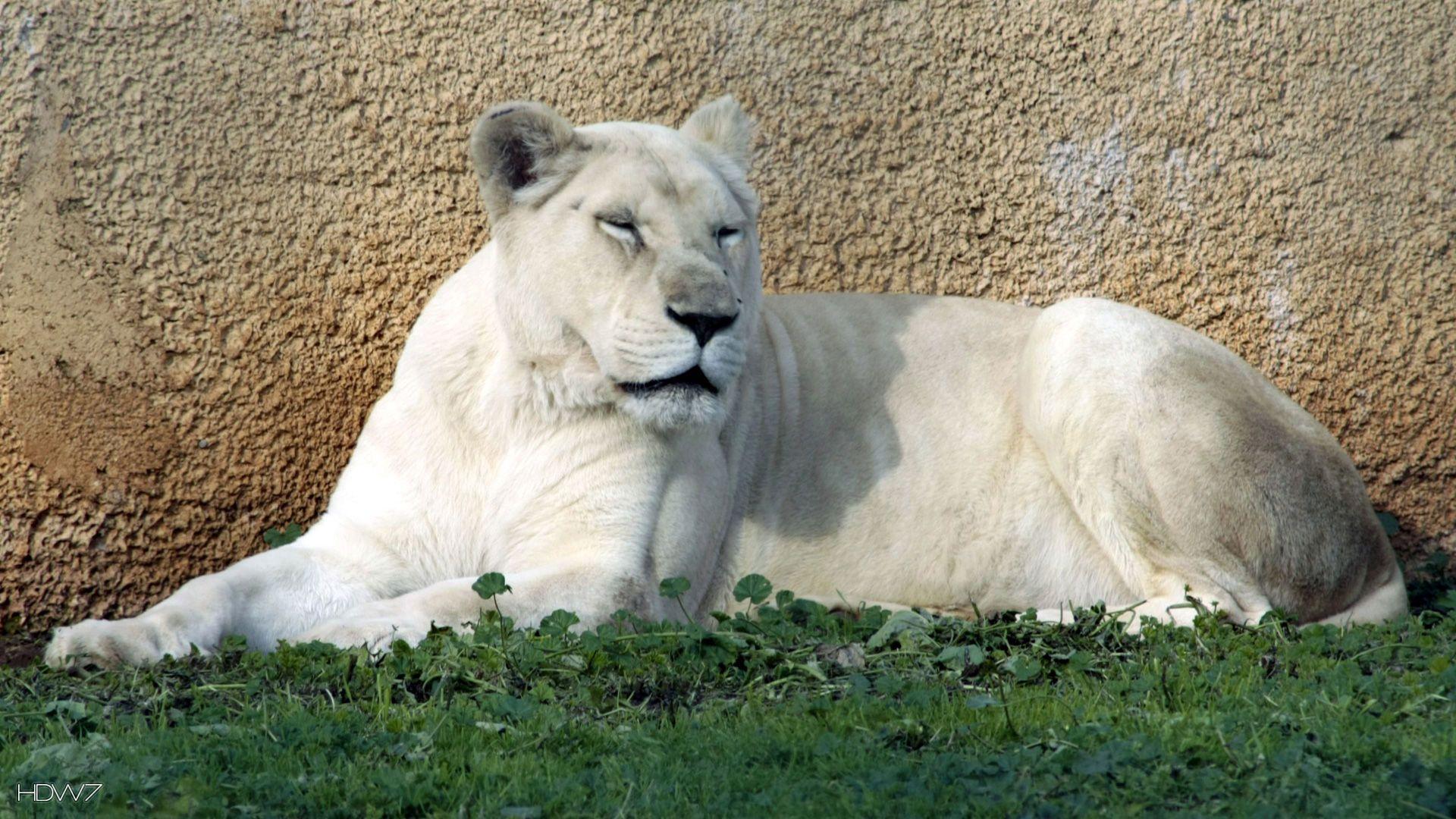 Albino Lion Wallpapers Top Free Albino Lion Backgrounds WallpaperAccess 4436778