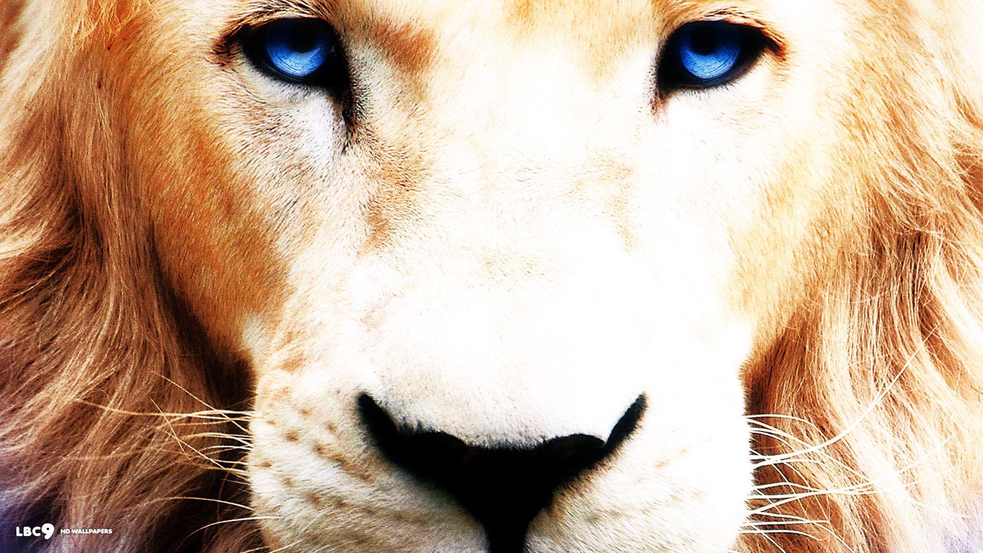 1920x1080 White Lion Desktop Background. Beautiful Widescreen Desktop Wallpaper, Desktop Wallpaper and Naruto Desktop Background