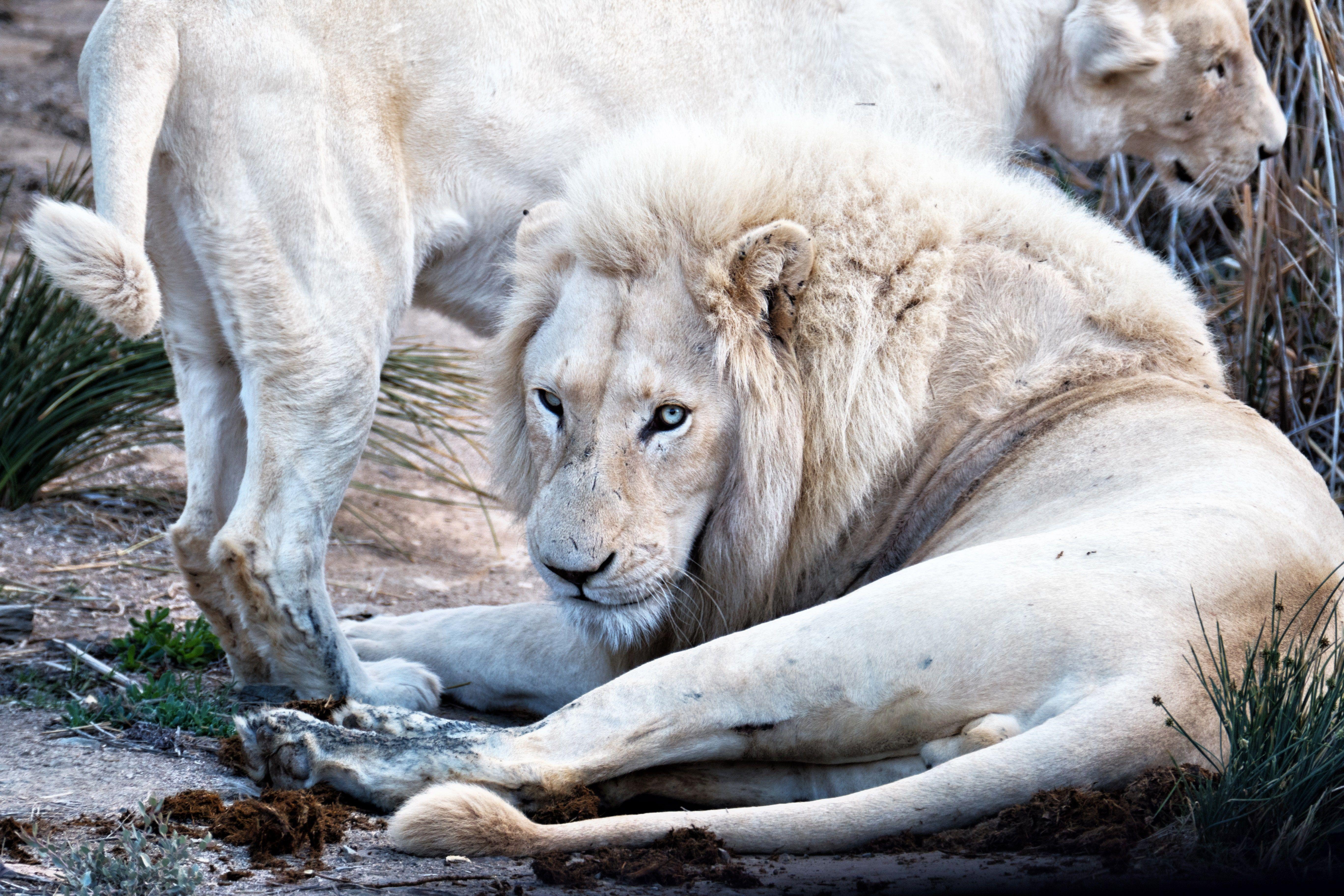 5472x3648 A Rare Encounter: Spotting White Lions in the Wild. Condé Nast Traveler
