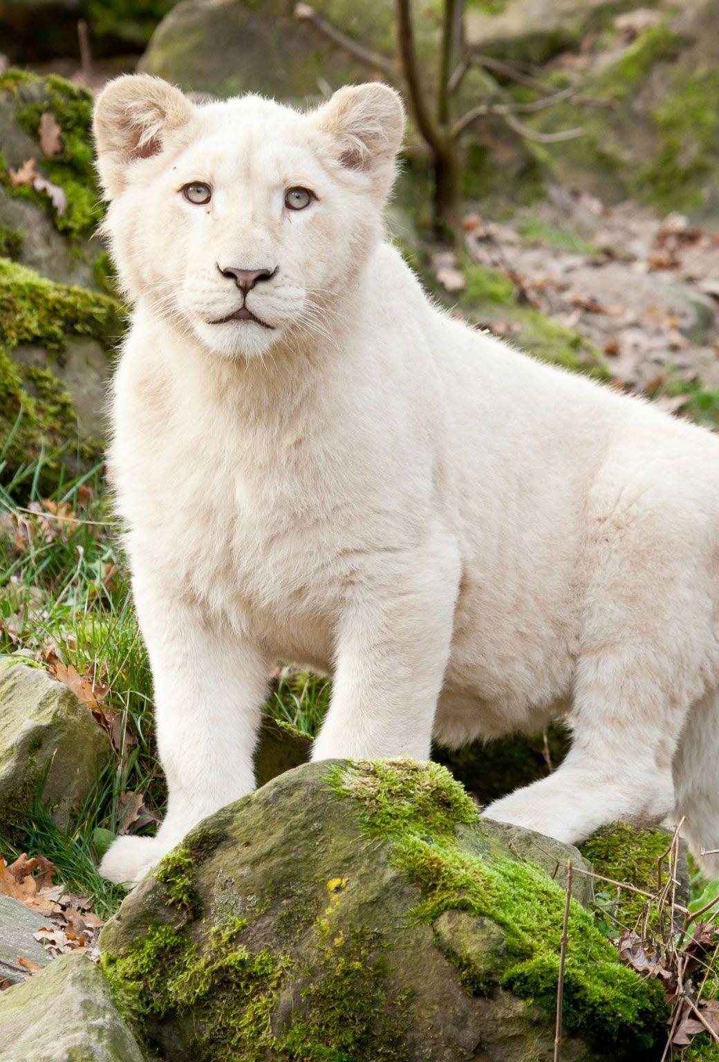 White Lion Cubs Wallpapers - Top Free White Lion Cubs Backgrounds -  WallpaperAccess