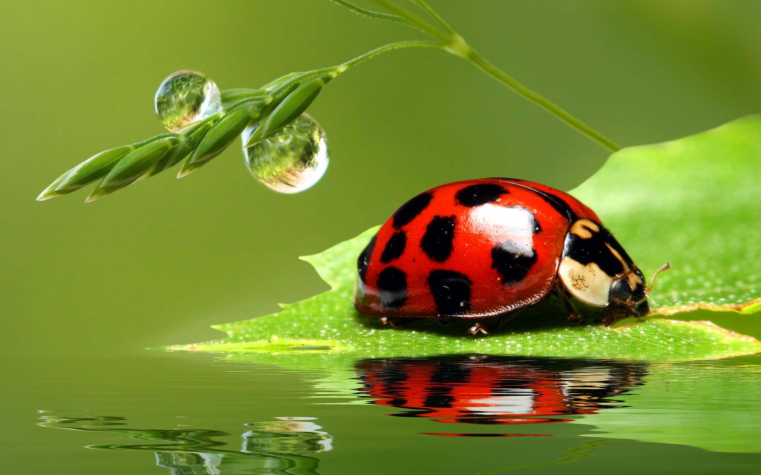 2560x1600 73T9BB8 Ladybug Wallpaper Deskx1600
