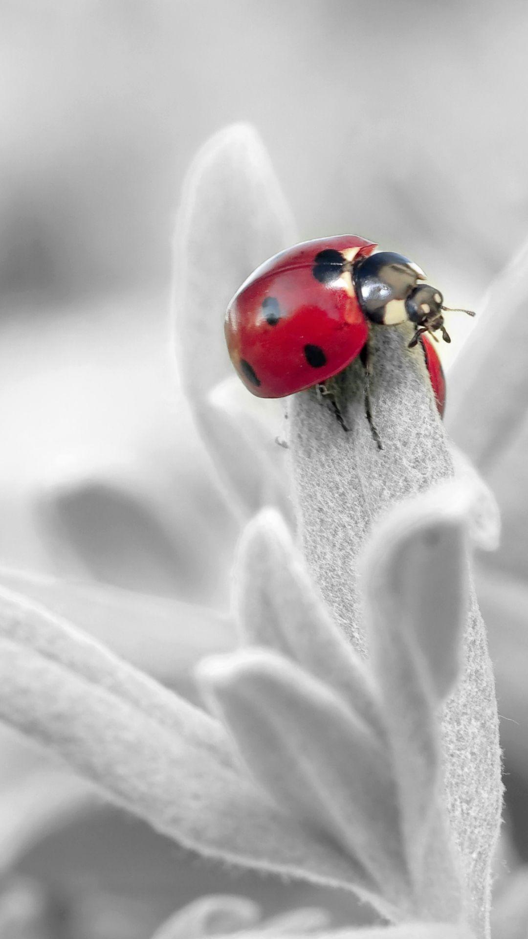 Ladybug Iphone Wallpapers Top Free Ladybug Iphone Backgrounds Wallpaperaccess