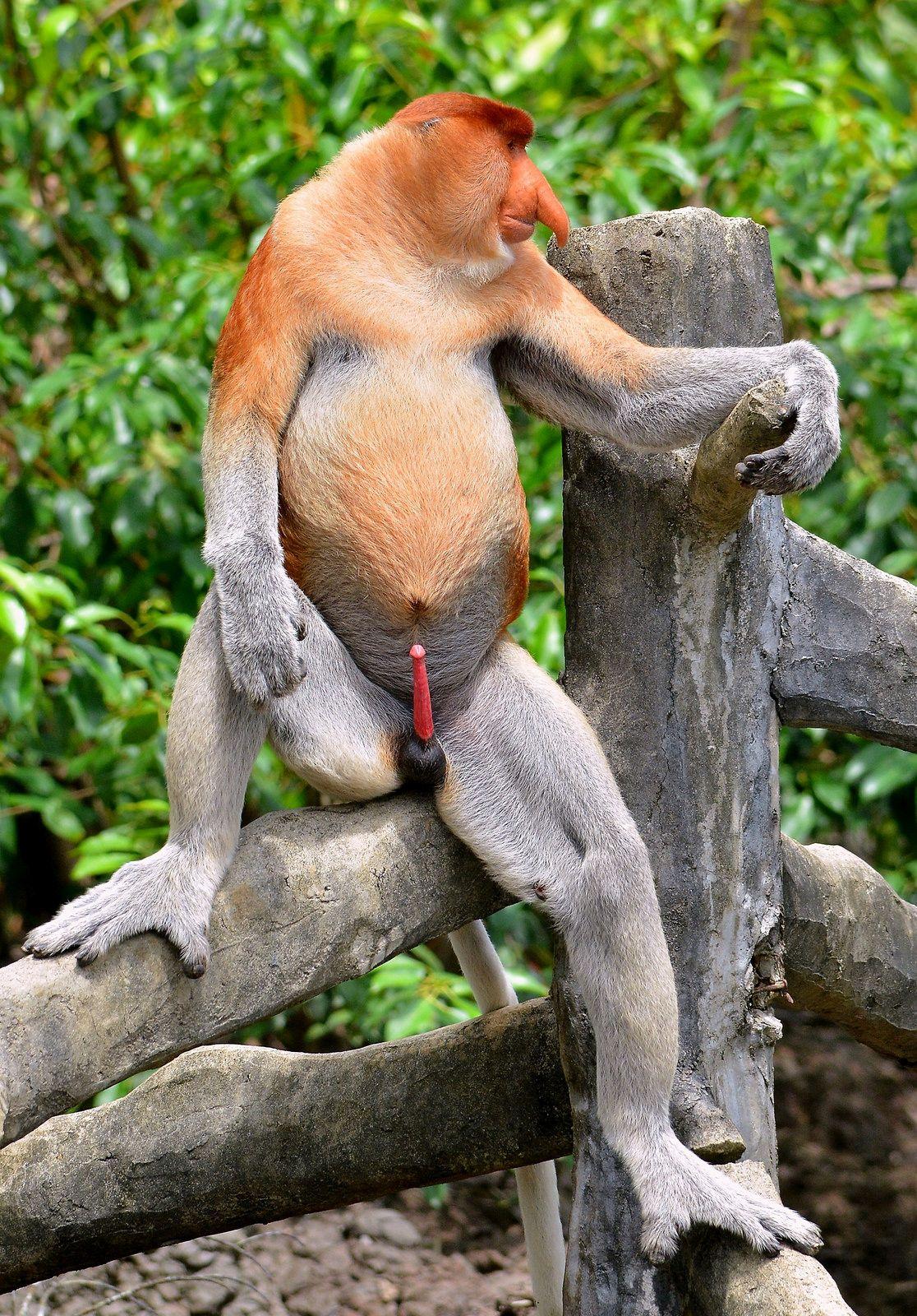 1116x1600 Proboscis Monkey wallpaper, Animal, HQ Proboscis Monkey pictureK Wallpaper 2019