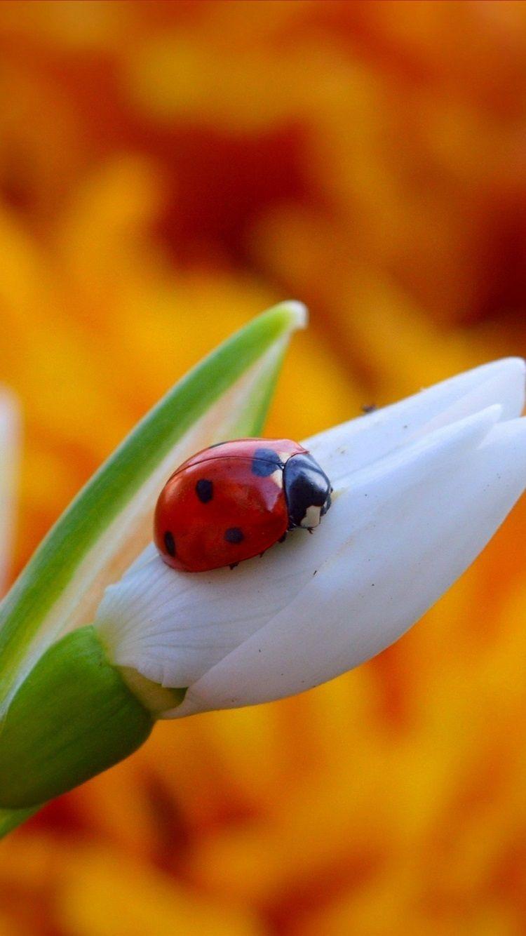 750x1334 Snowdrop Flower And Ladybug 750x1334 IPhone 8 7 6 6S Wallpaper, Background, Picture, Image
