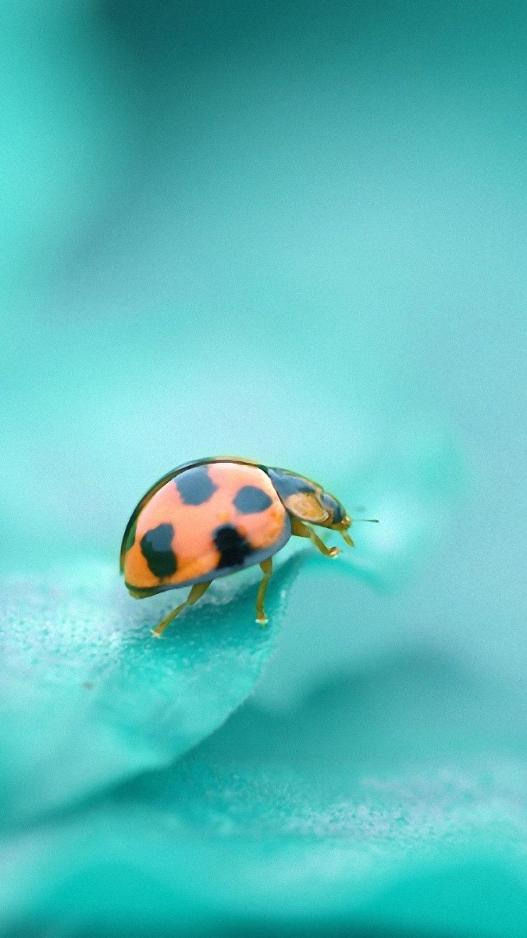 Seamless Ladybird Wallpaper Stock Photo, Picture and Royalty Free Image.  Image 15502444.