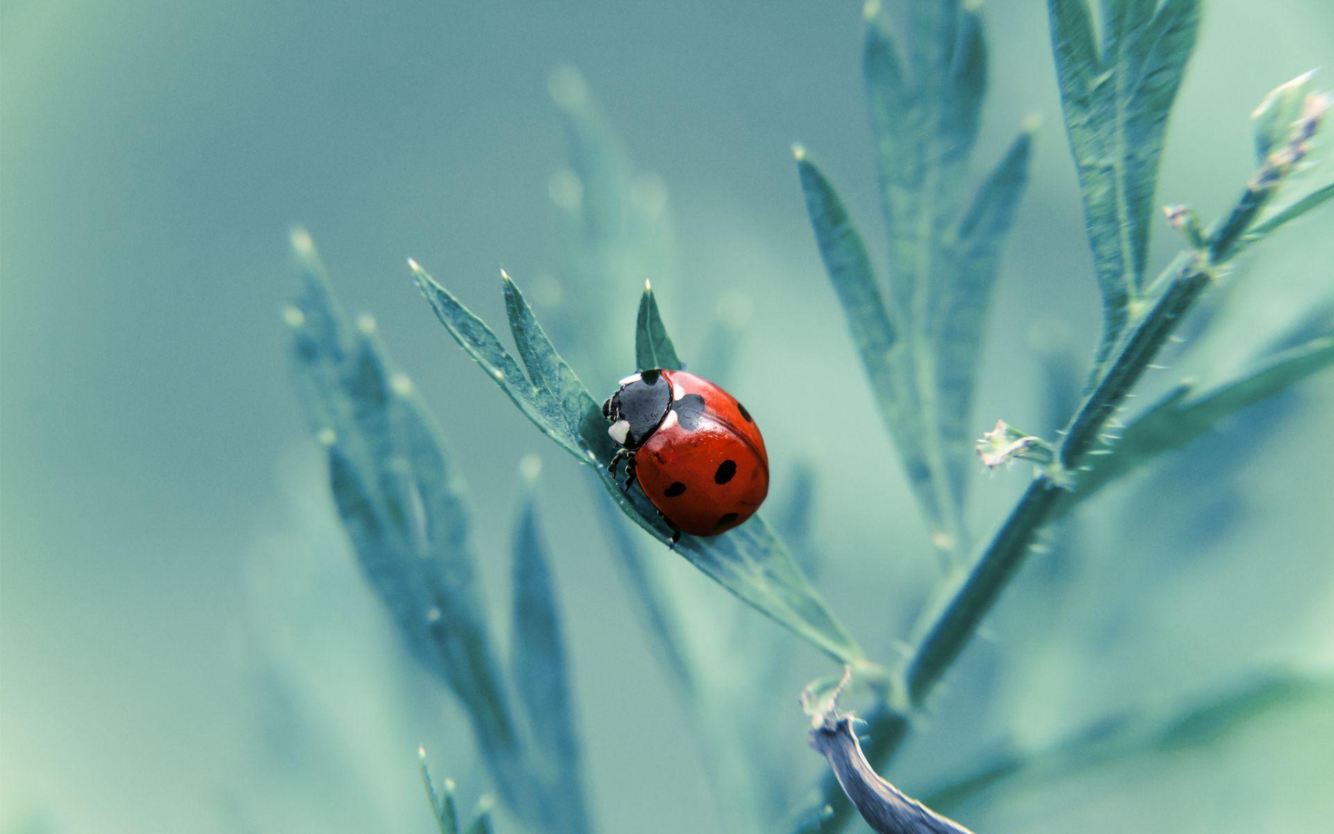 1920x1200 Ladybug wallpaper