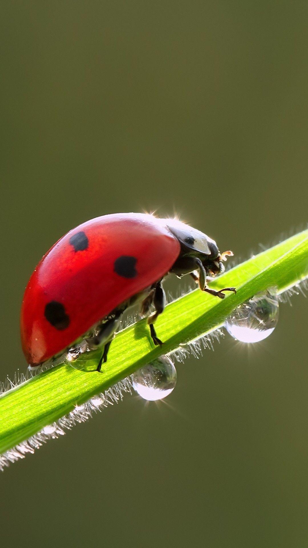 1080x1920 Red Ladybug, Green Grass, Water Droplets 1080x1920 IPhone 8 7 6 6S Plus Wallpaper, Background, Picture, Image