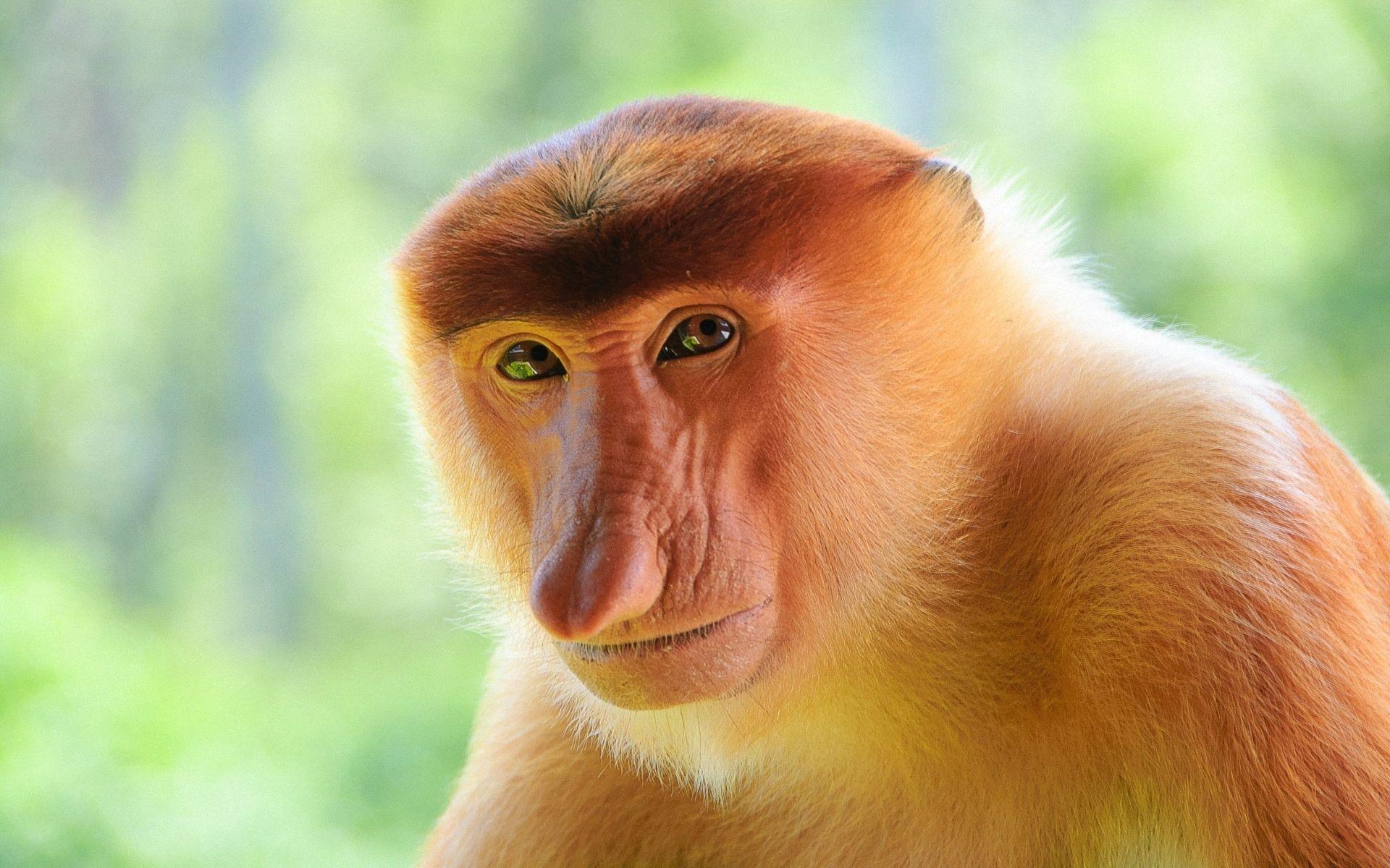 1920x1200 Proboscis Monkey wallpaper, Animal, HQ Proboscis Monkey pictureK Wallpaper 2019