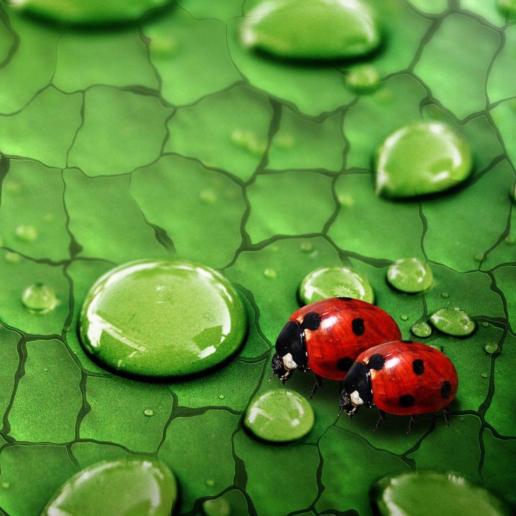 1024x1024 Free download Ladybug In Love iPad Wallpaper Download iPhone Wallpaper iPad [1024x1024] for your Desktop, Mobile & Tablet. Explore Lady Bug Wallpaper. Miraculous Ladybug Wallpaper, Ladybug Wallpaper Border, Cute Ladybug Wallpaper