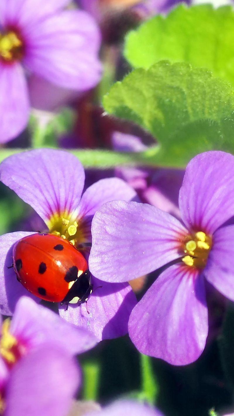 800x1420 Download Wallpaper 800x1420 Flowers, Ladybug, Insect Iphone Se 5s 5c 5 For Parallax HD Background