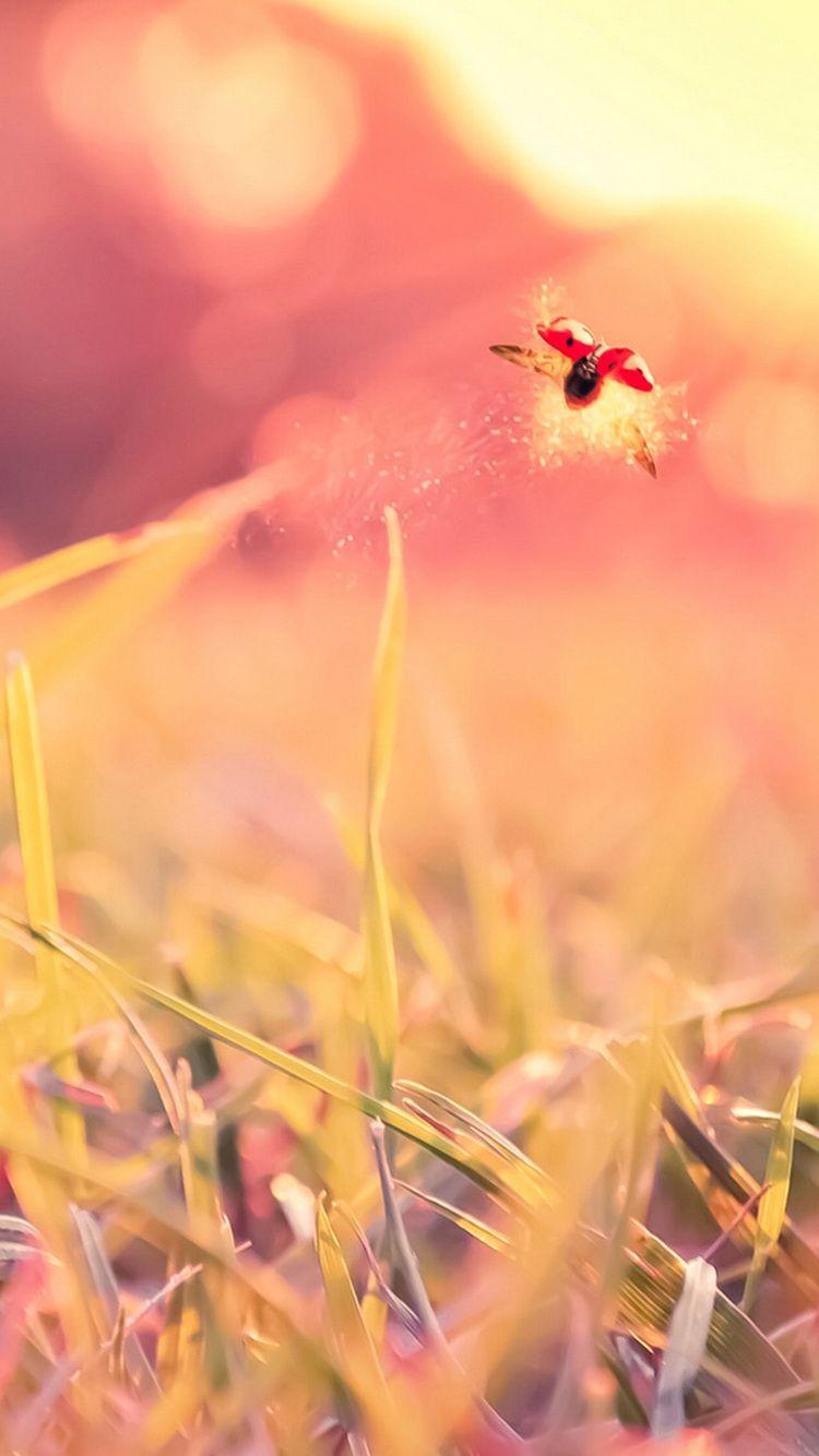 750x1334 Flying Ladybug Close Up IPhone 6 Wallpaper HD