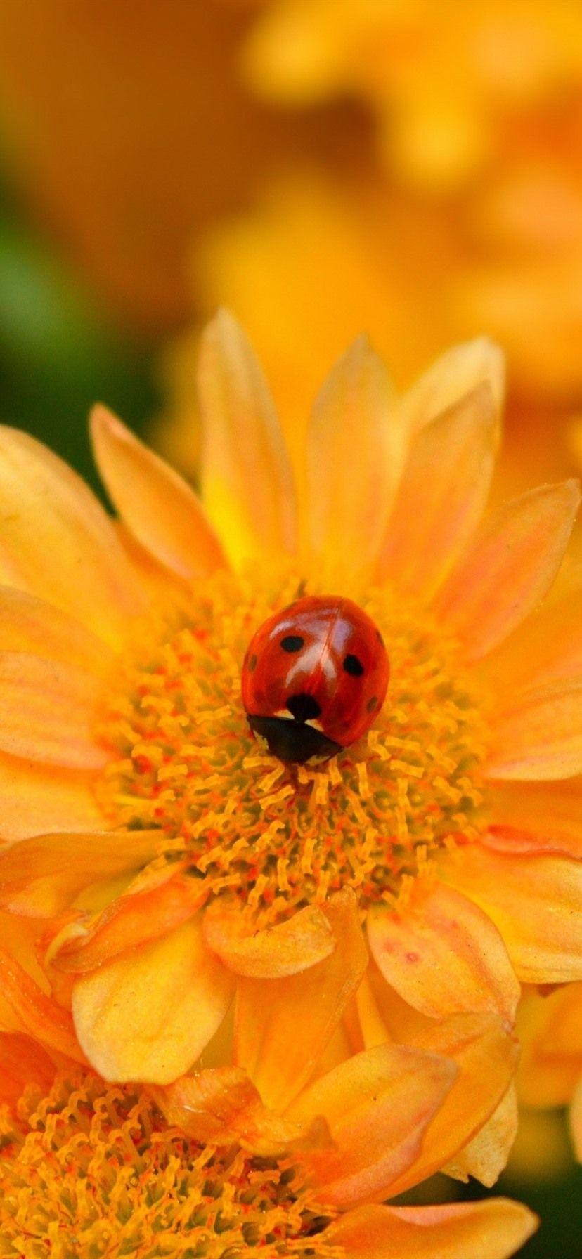 828x1792 Yellow Flowers, Ladybug 828x1792 IPhone 11 XR Wallpaper, Background, Picture, Image