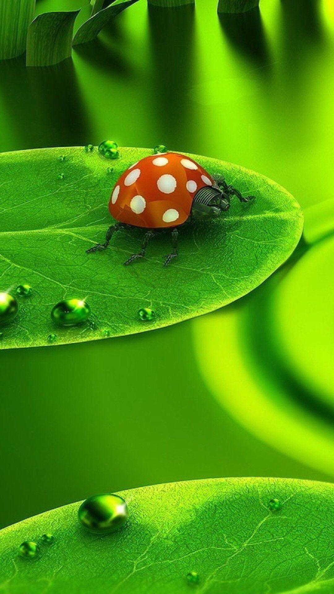 1080x1920 Green Leaf Ladybug Wallpaper. Ladybug wallpaper, Cellphone wallpaper, Tree wallpaper