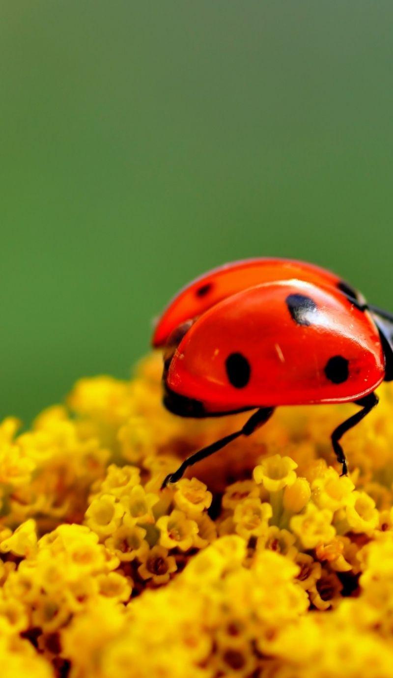 800x1380 Download ladybug, 4k Apple iPhone 6S, 6 wallpaper 800x1380