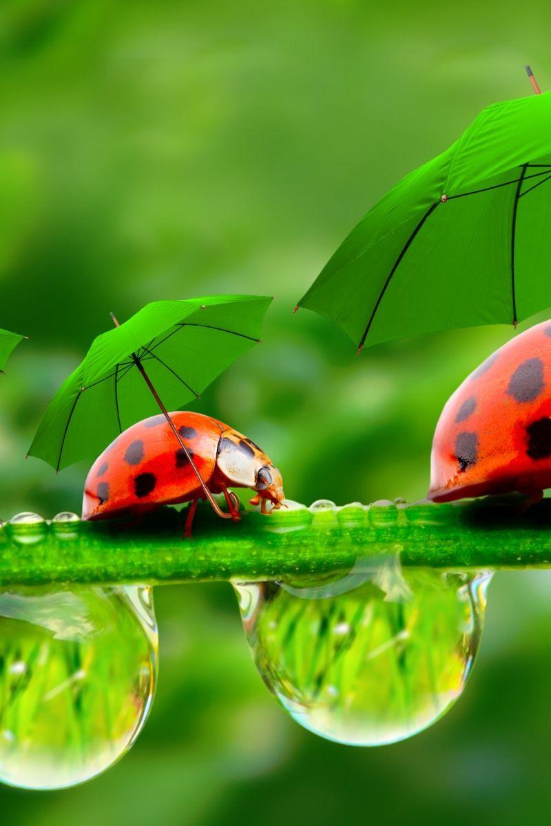 800x1200 Download Ladybug, red, green, grass, Umbrella Apple iPhone 4S wallpaper 800x1200