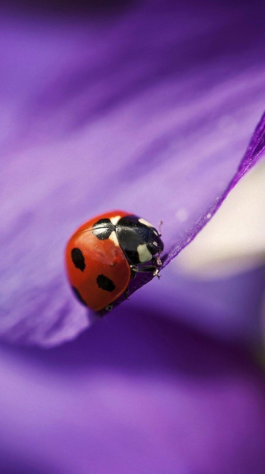 890x1590 puprle #red #iPhone #wallpaper. Ladybug wallpaper, Ladybug, Purple flowers