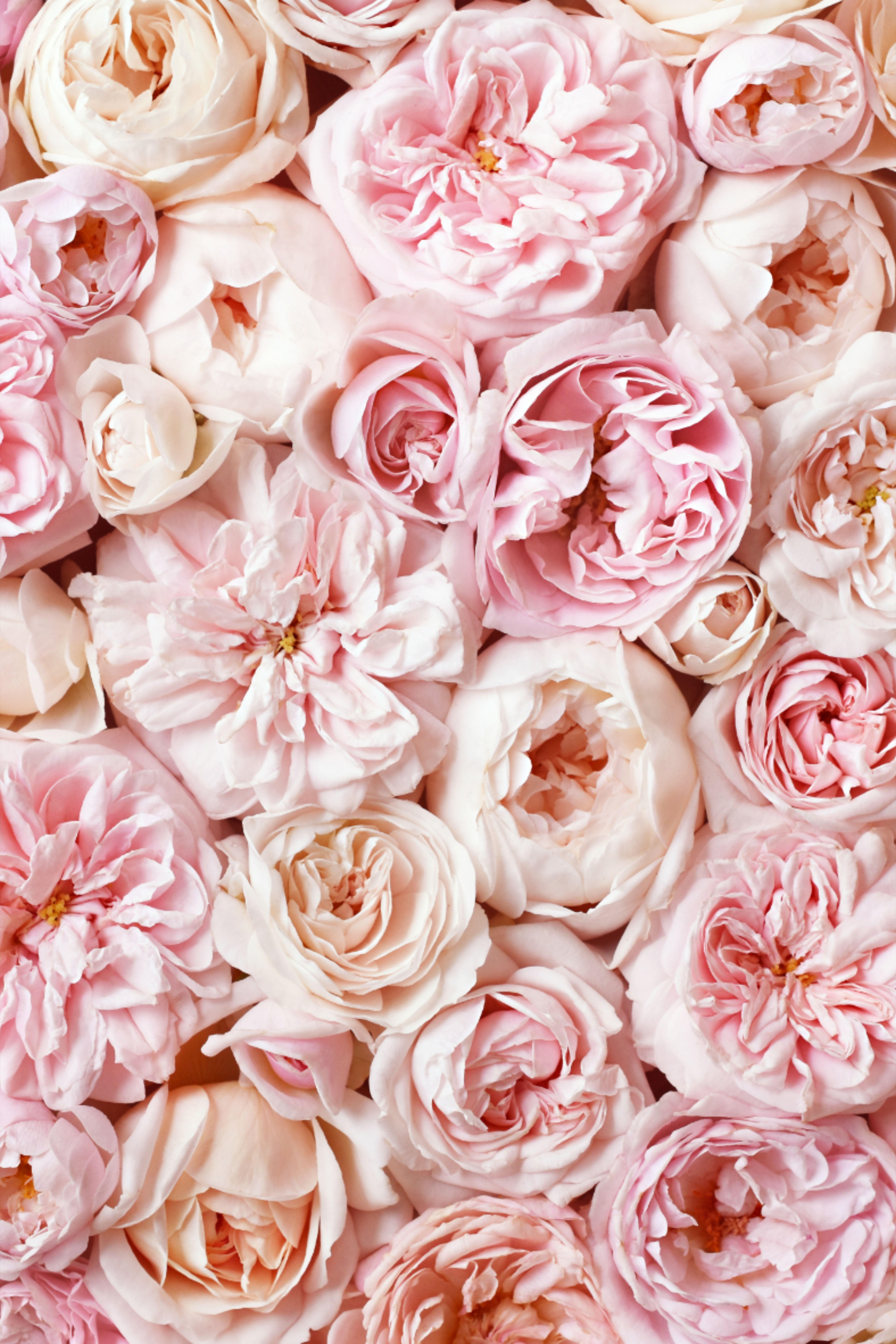 6000x9000 Pink Peonies. Peony wallpaper, Pink peonies wallpaper, Peonies background