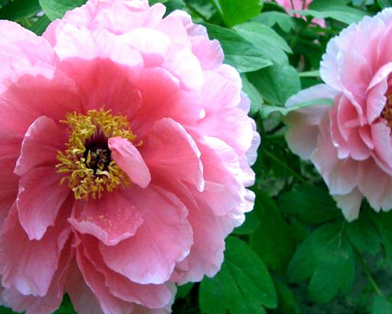 1280x1024 Free download Pink Peony flower beautiful 238 wallpaper HD wallpaper Background [1920x1080] for your Desktop, Mobile & Tablet. Explore Peony Flower Wallpaper. Peony Wallpaper, Peony Wallpaper Border, Pink Peony Wallpaper
