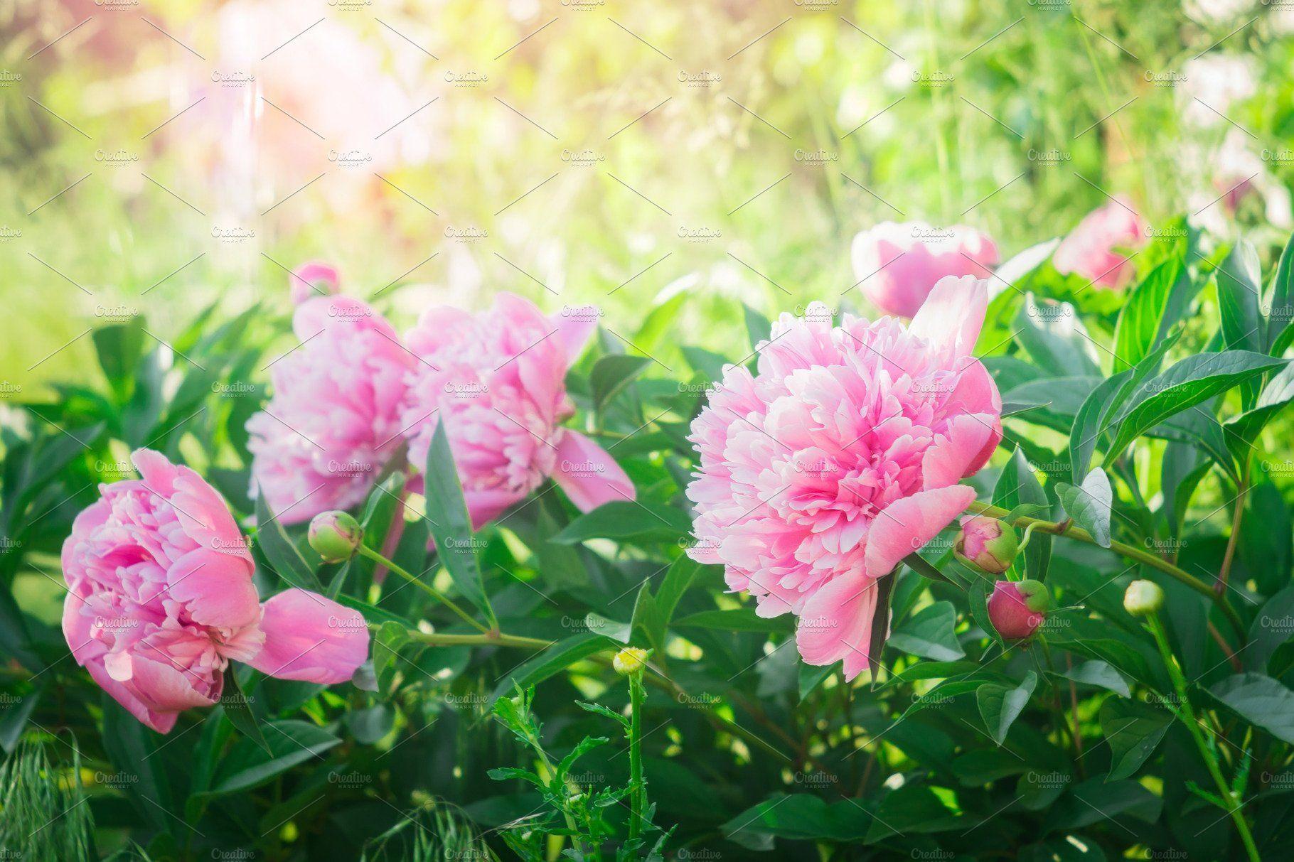 1820x1213 Flowering Peonies Pink Flowers Pink. High Quality Nature Creative Market