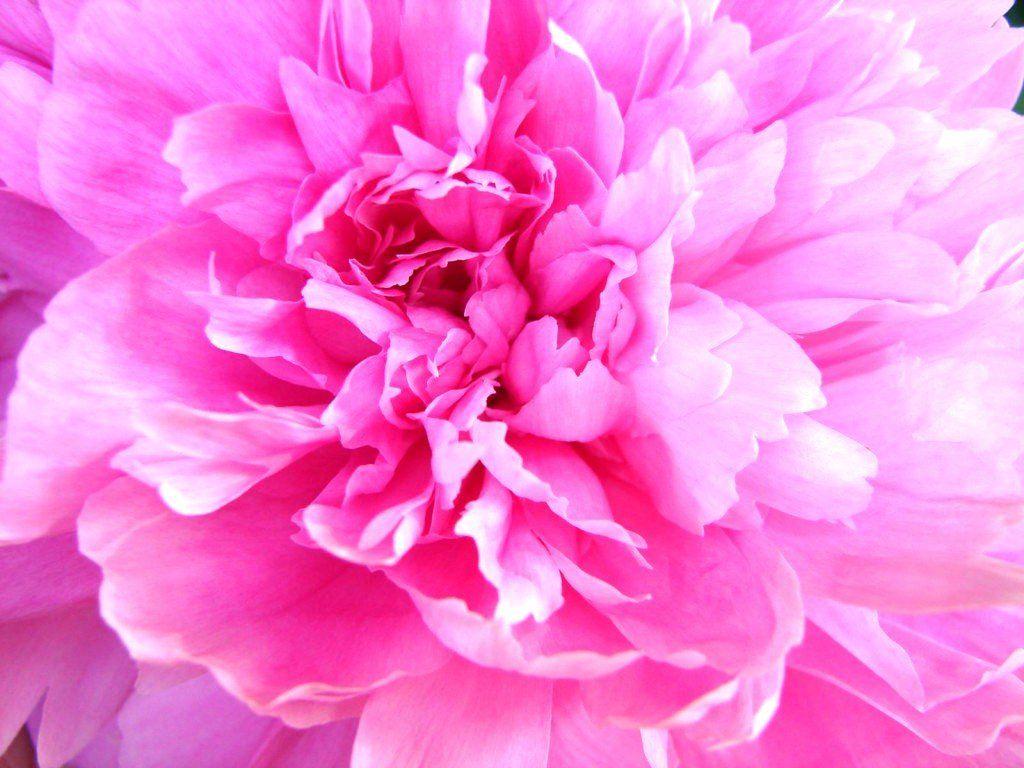 1024x768 Pink Peonies Wallpaper