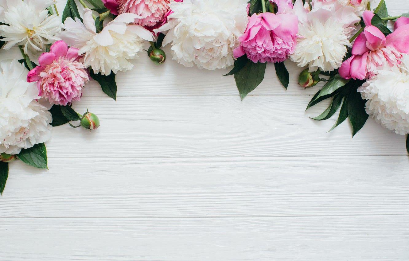 1332x850 White Peonies Wallpaper