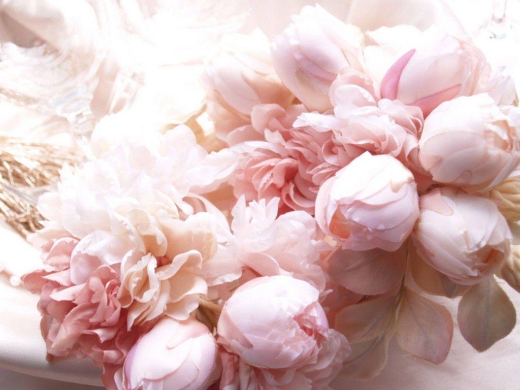 1024x768 Peony Flower Wallpaper