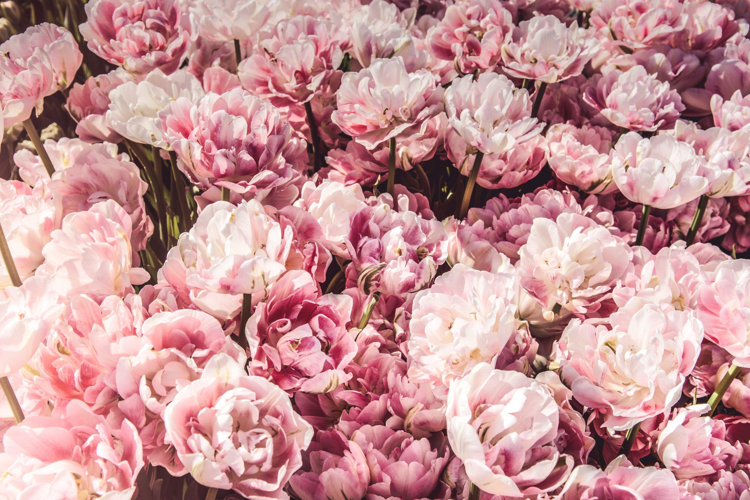 2560x1707 Pink peony flowers • Wallpaper For You .