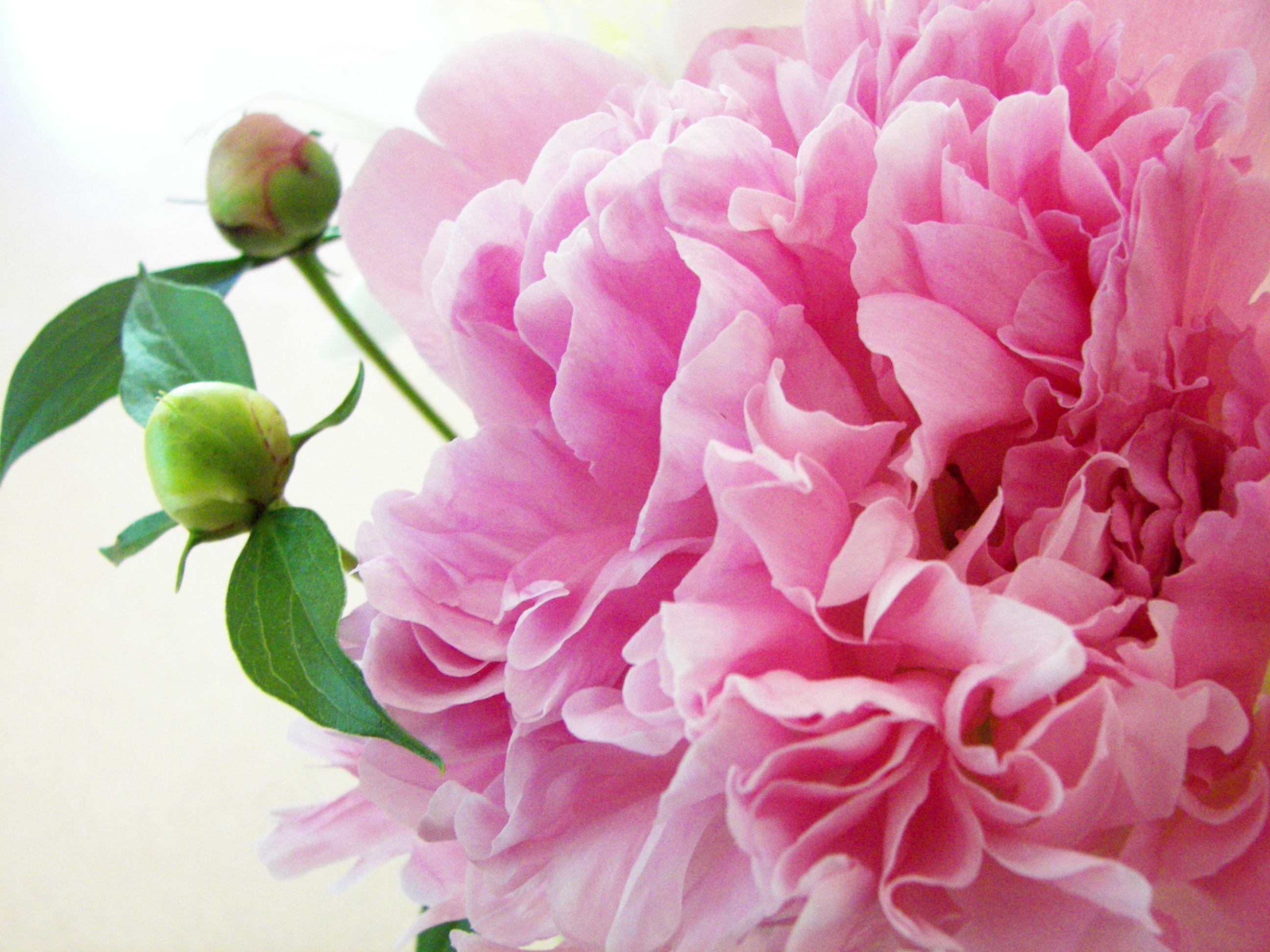 2592x1944 Pink Peony Wallpaper .