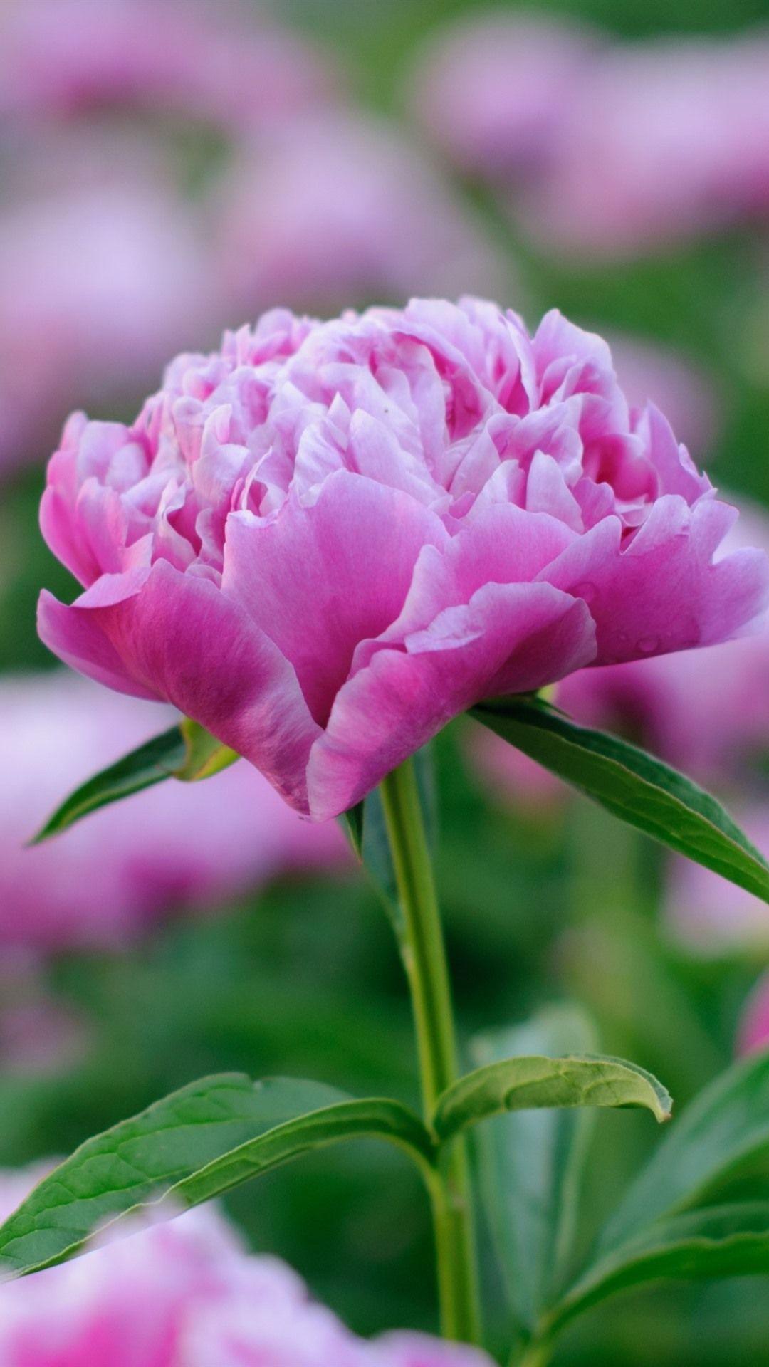 1080x1920 Wallpaper Pink Peony Flower, Hazy .best