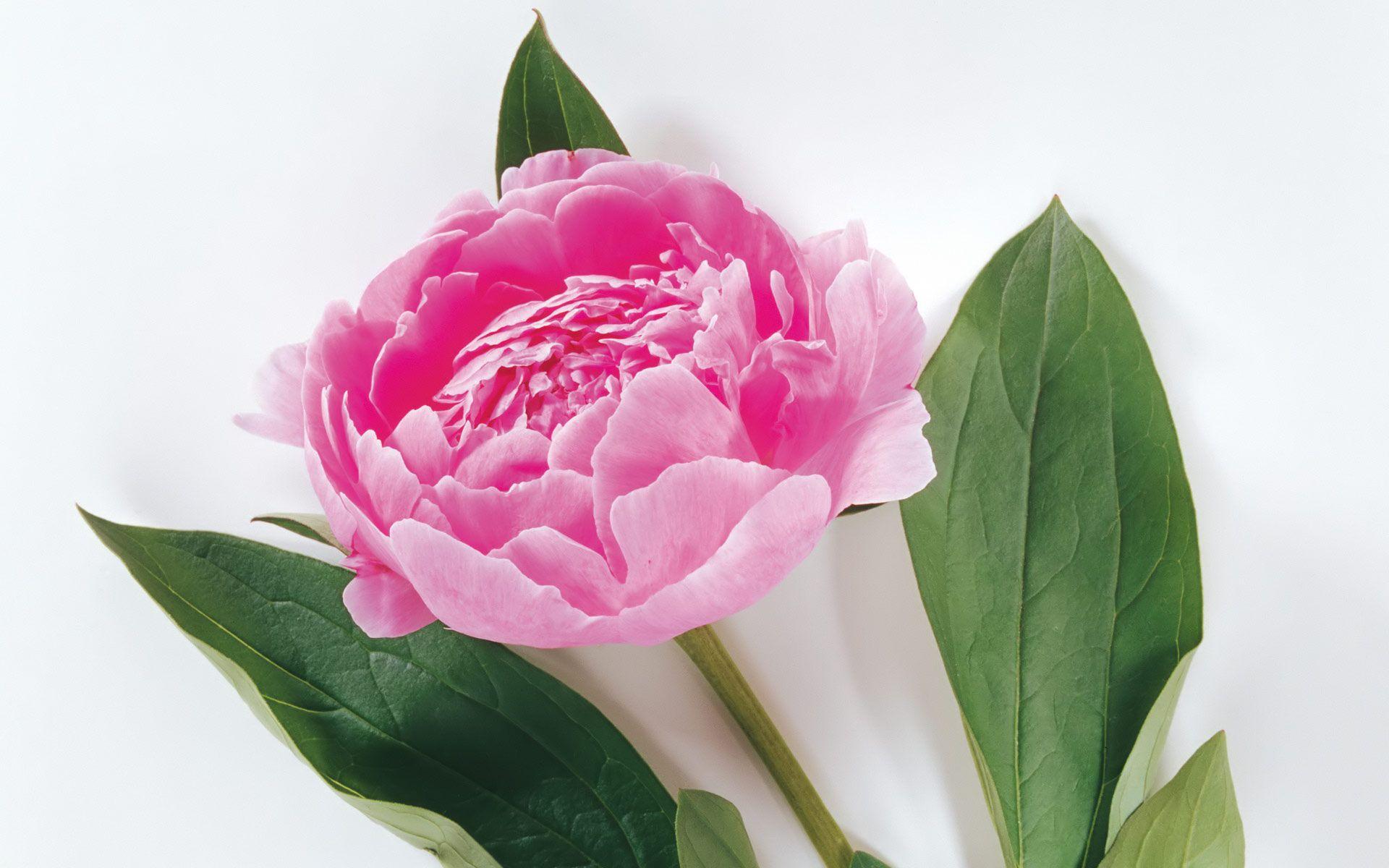 1920x1200 Pink Peony Flowers