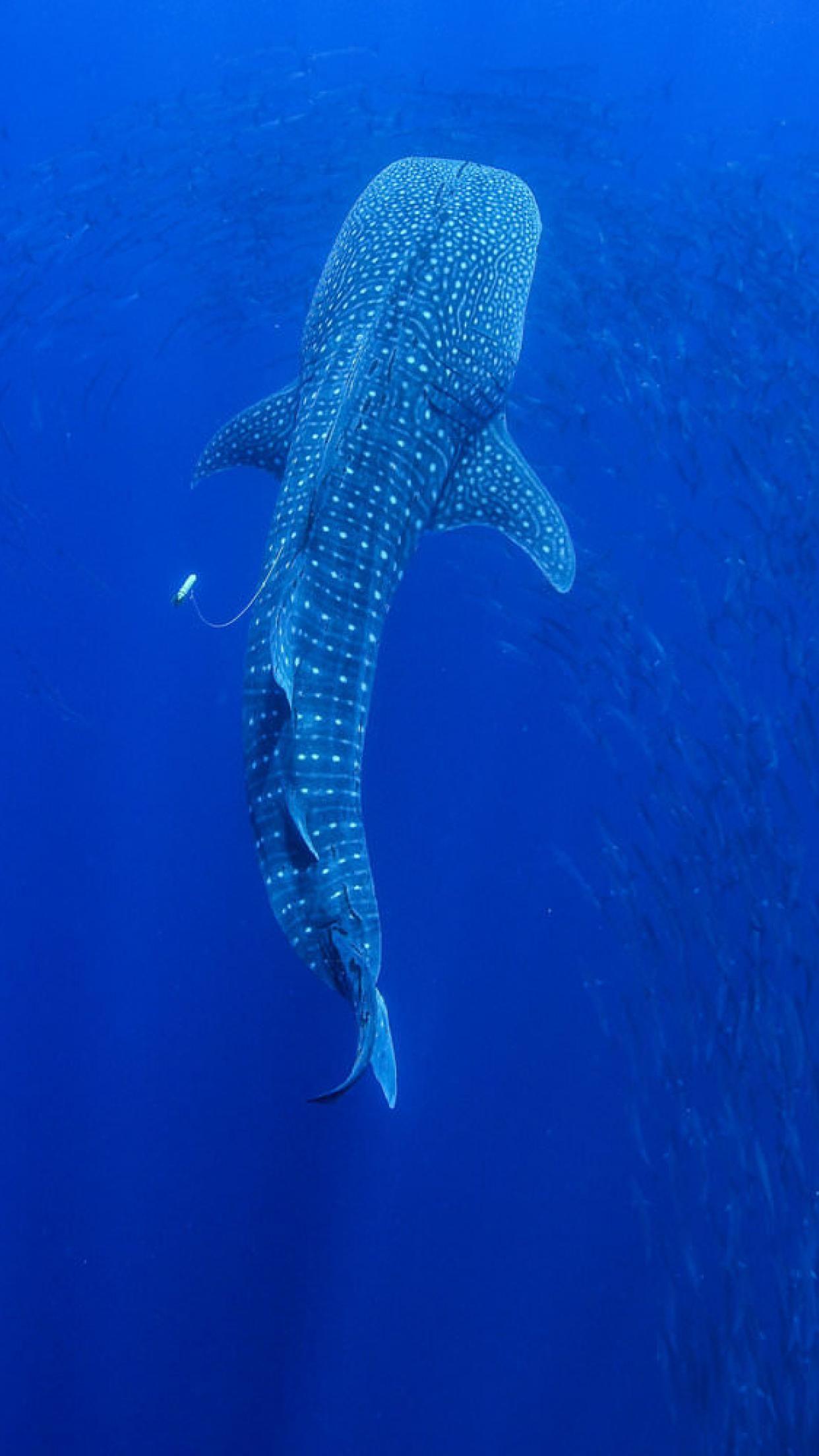 1242x2208 Whale Shark at Tubbataha Reef