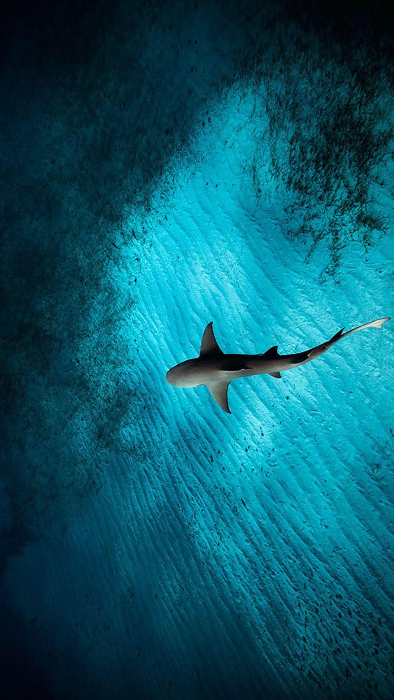 1350x2400 Wallpaper Sharks