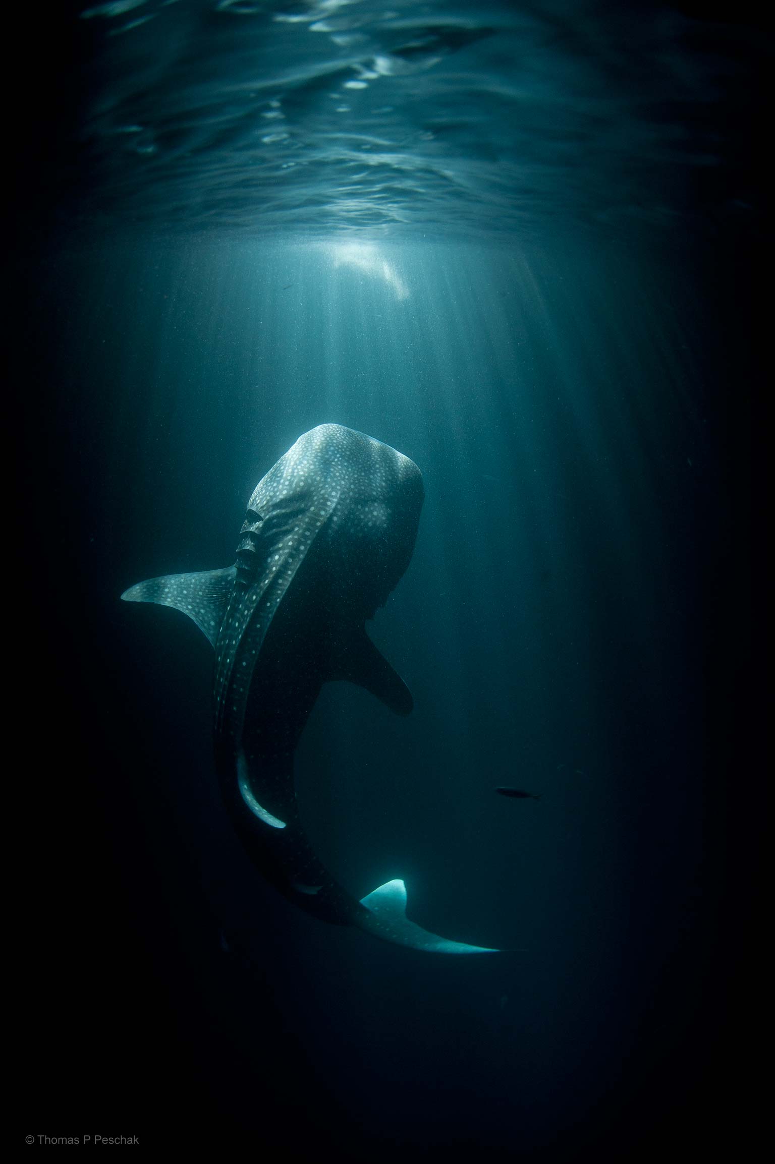 1536x2308 Whale Shark