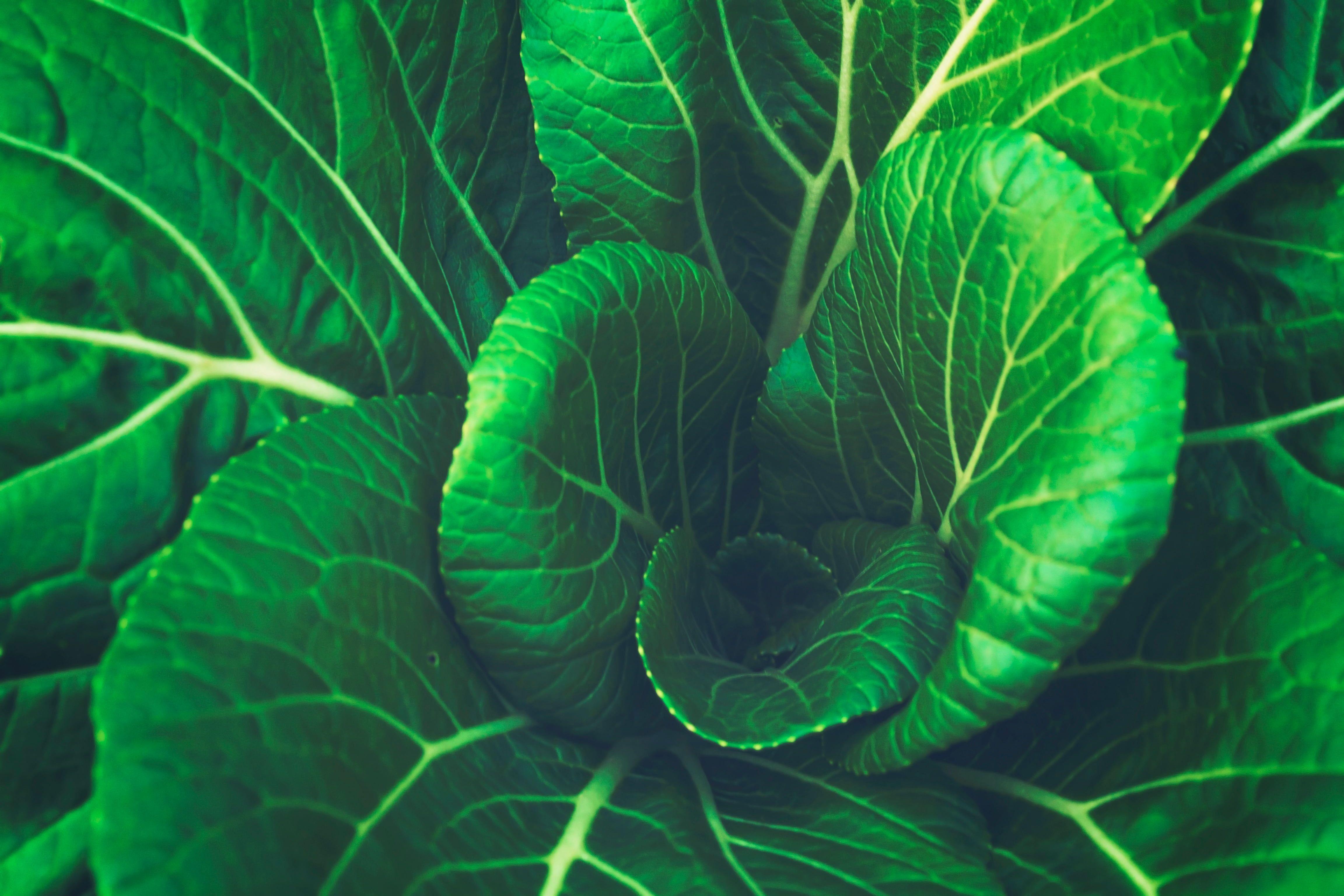 4608x3072 Green leaf plant, Chinese cabbage, Leaves, Vegetable HD wallpaper